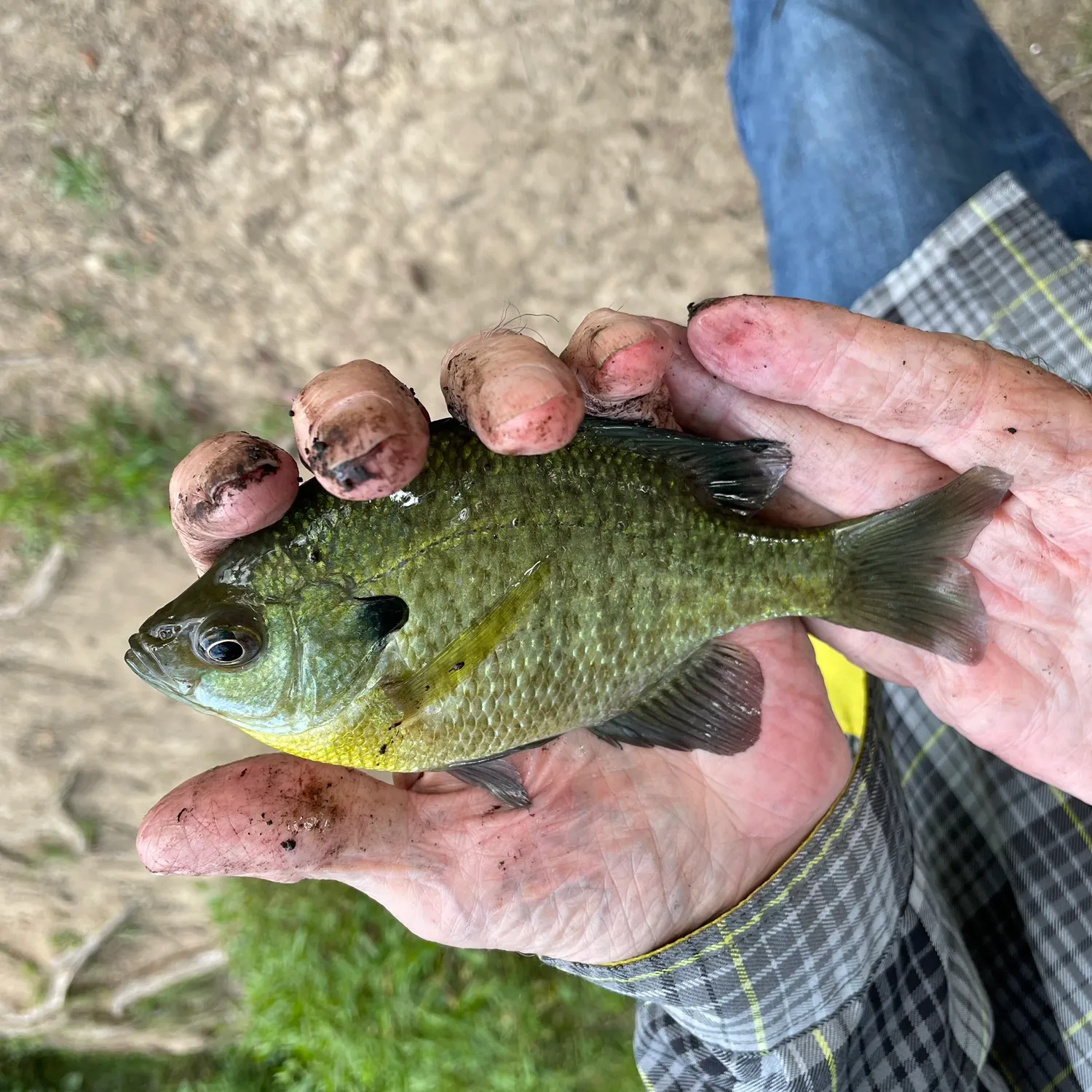 Bluegill caught on Fishbrain