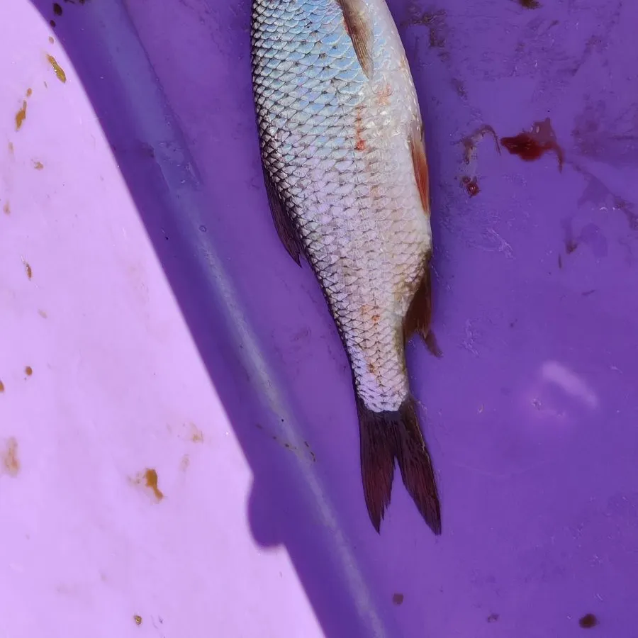 Common roach caught on Fishbrain
