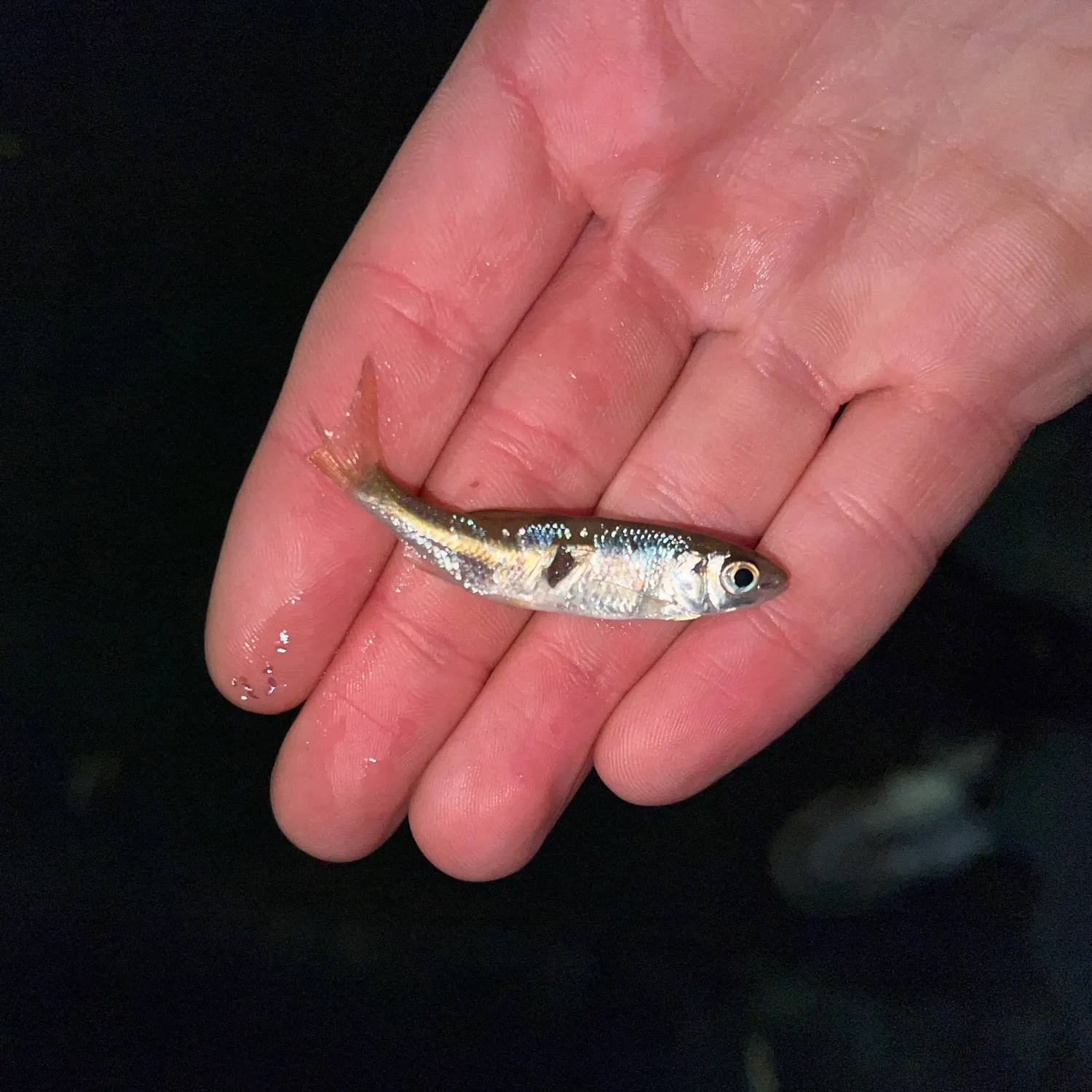 The most recent Common bleak catches on Fishbrain