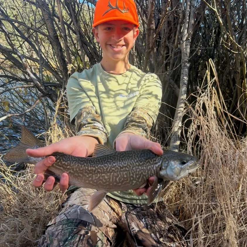 Tiger trout caught on Fishbrain