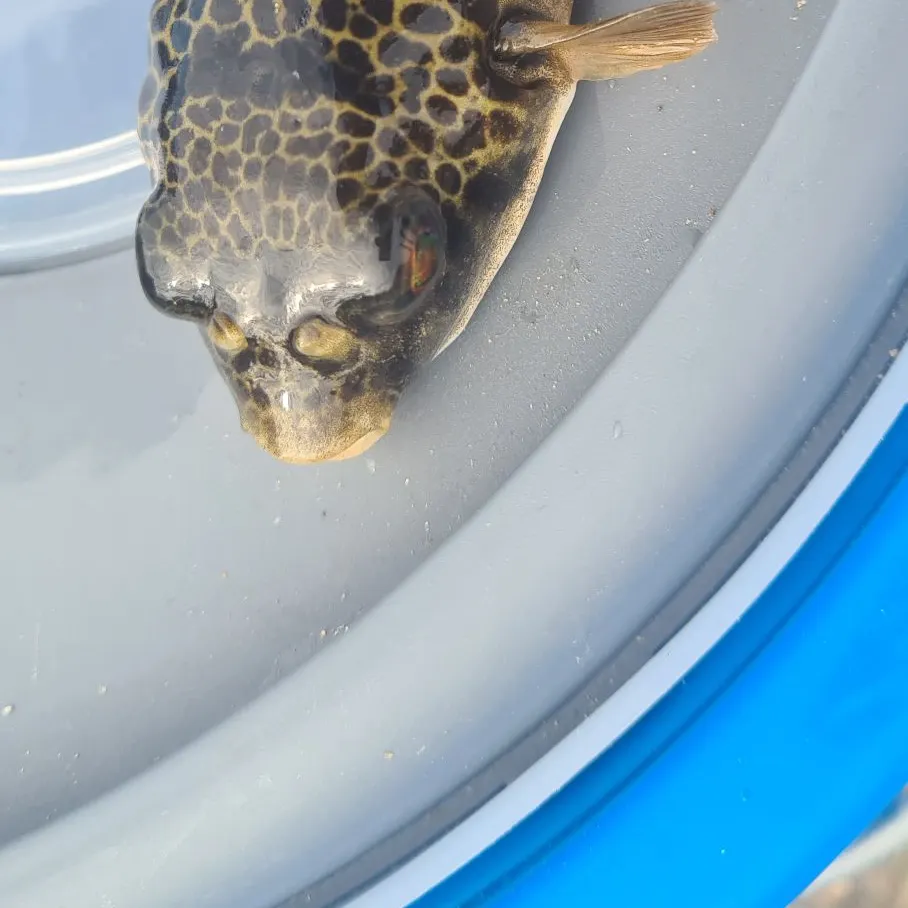The most recent Milkspotted puffer catches on Fishbrain