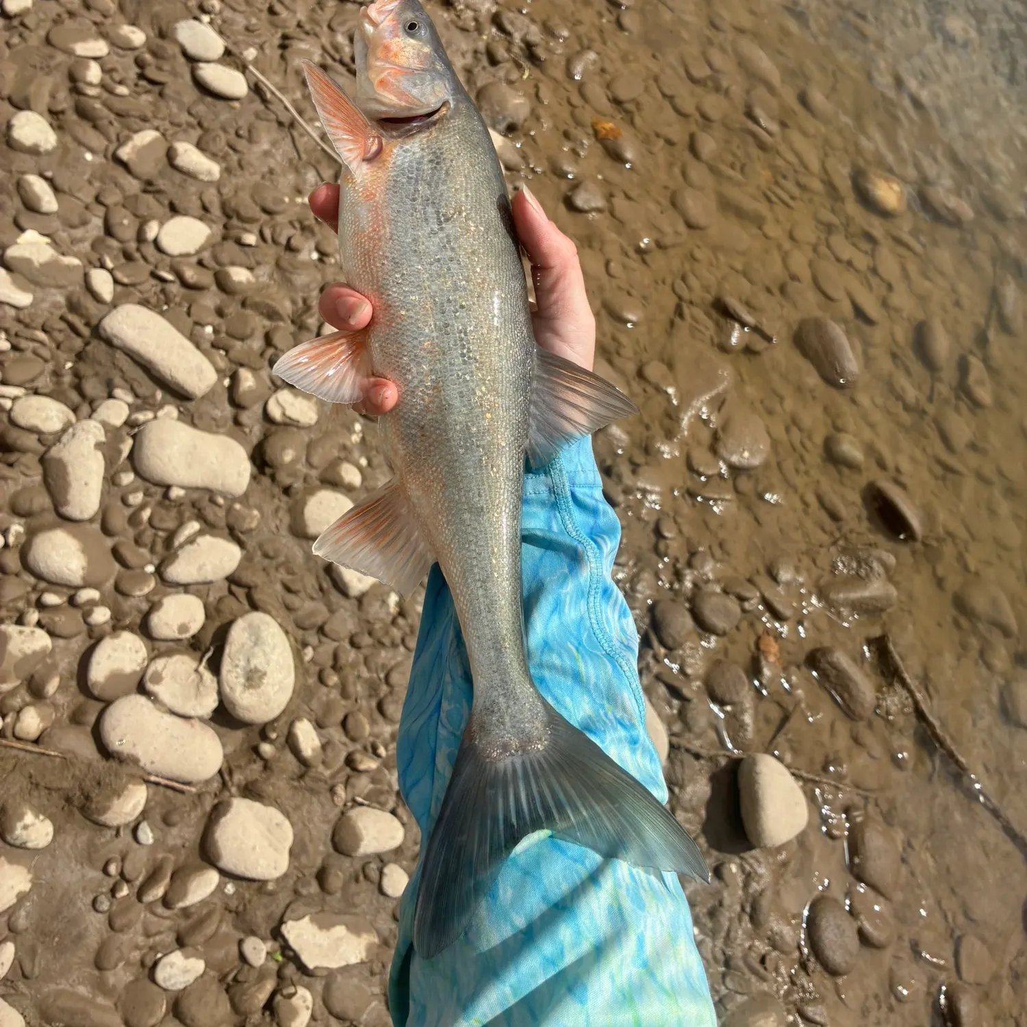 The most recent Roundtail chub catches on Fishbrain