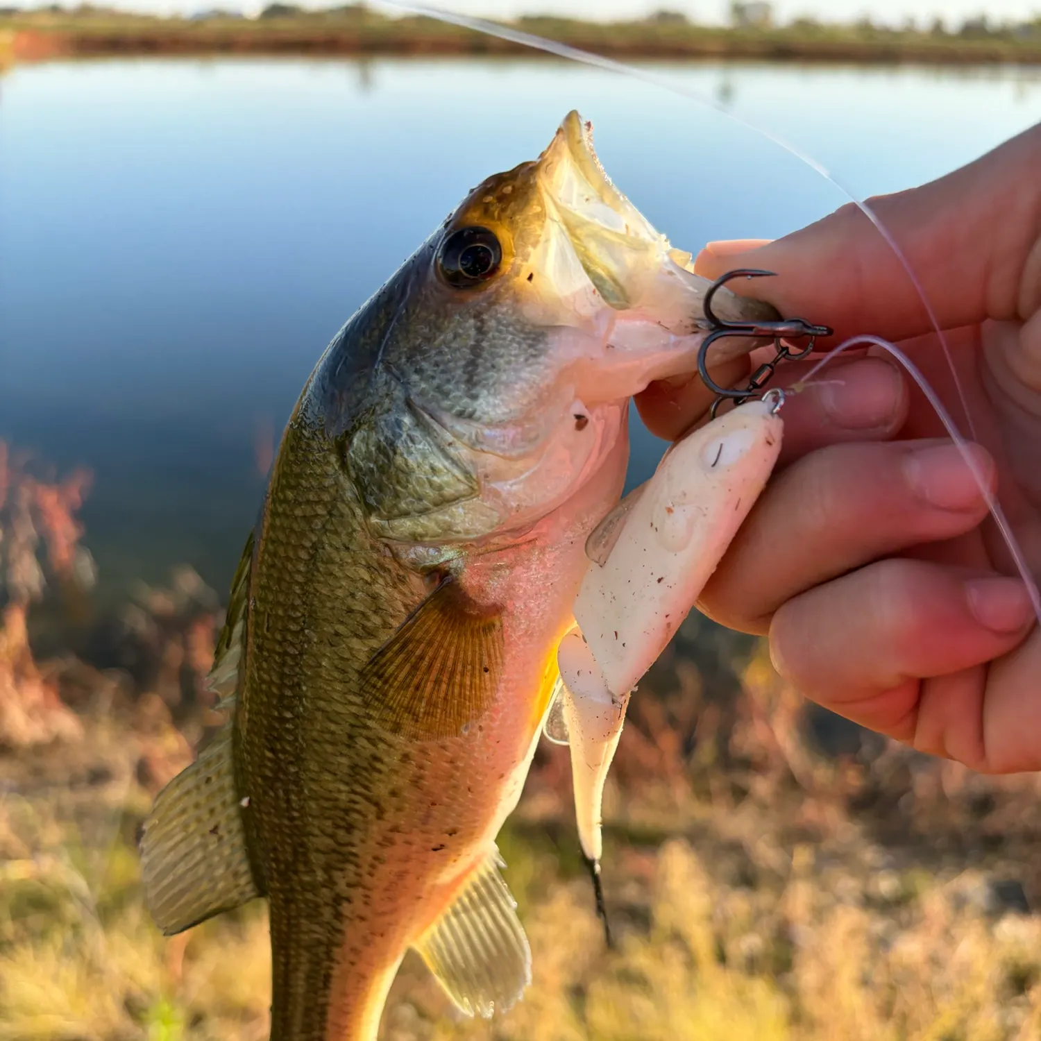 Largemouth bass caught on Fishbrain