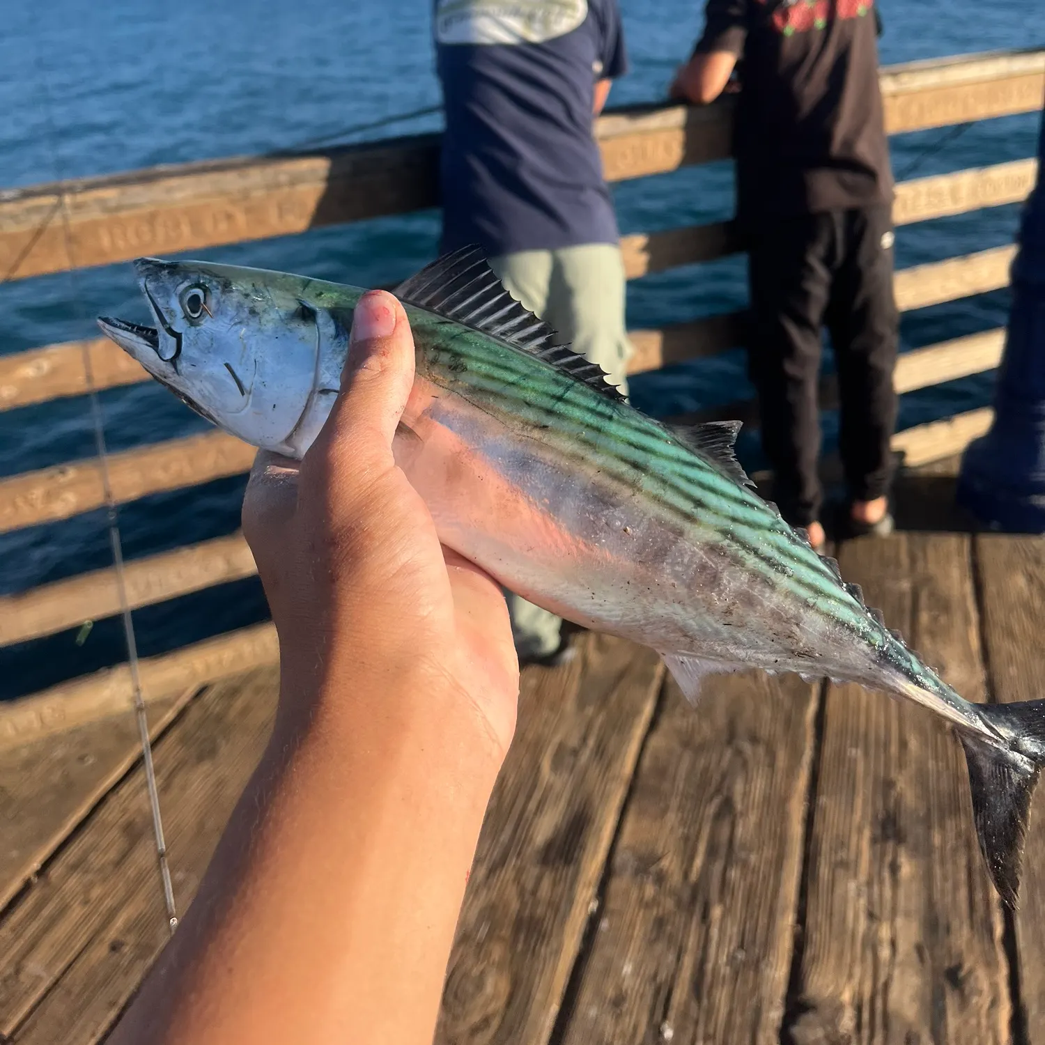 The most recent Pacific bonito catches on Fishbrain