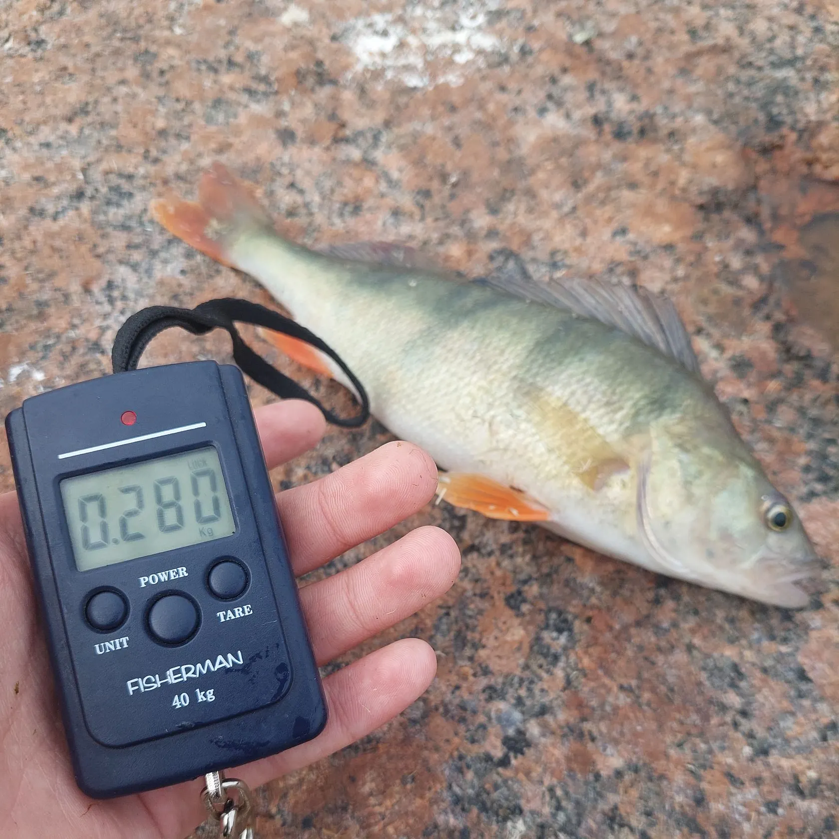 European perch caught on Fishbrain