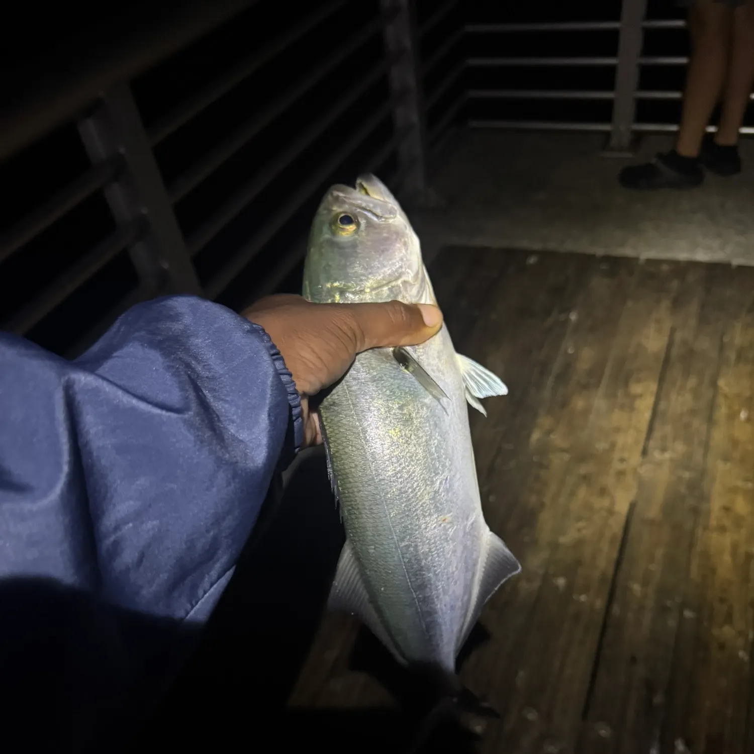 The most recent Bluefish catches on Fishbrain