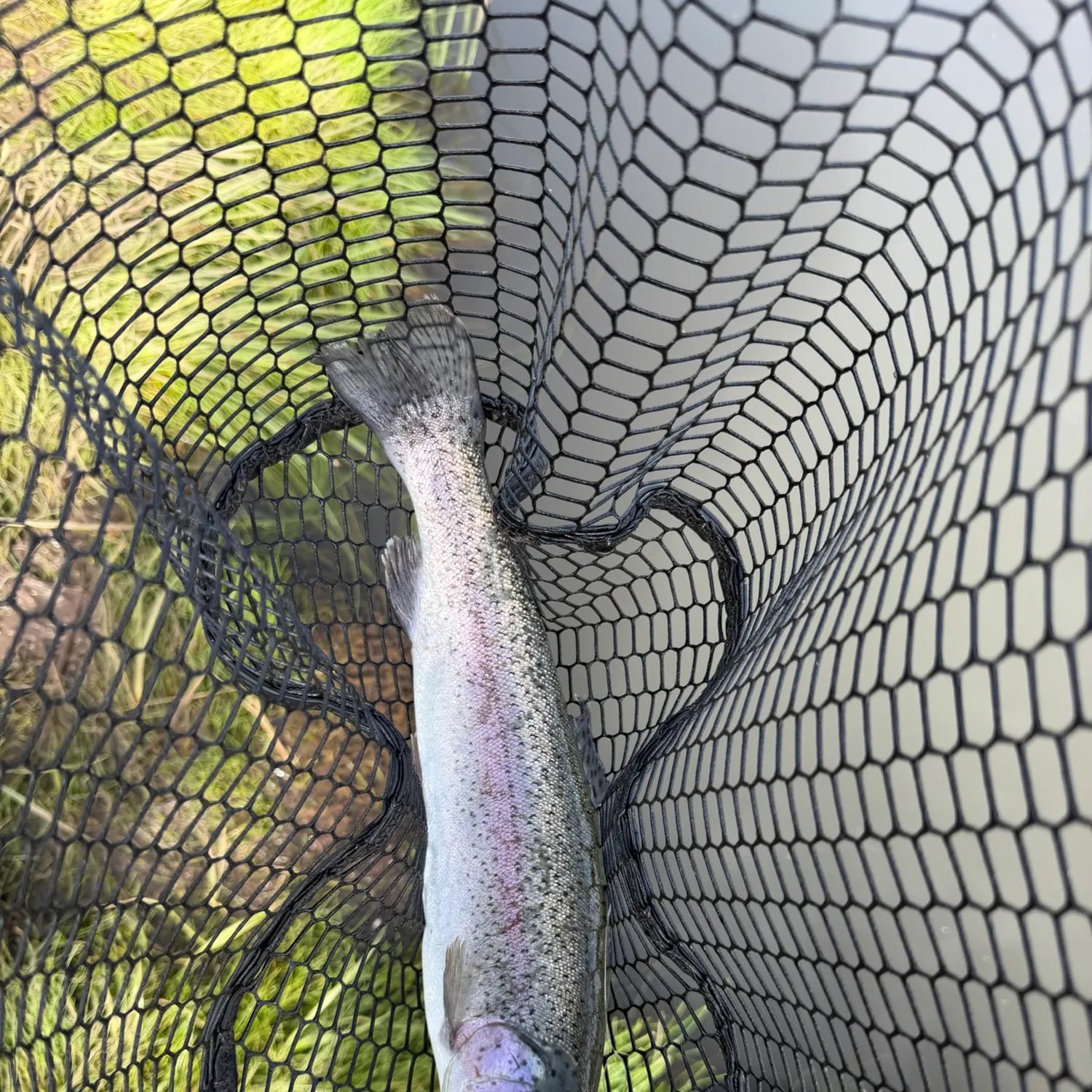 Rainbow trout caught on Fishbrain