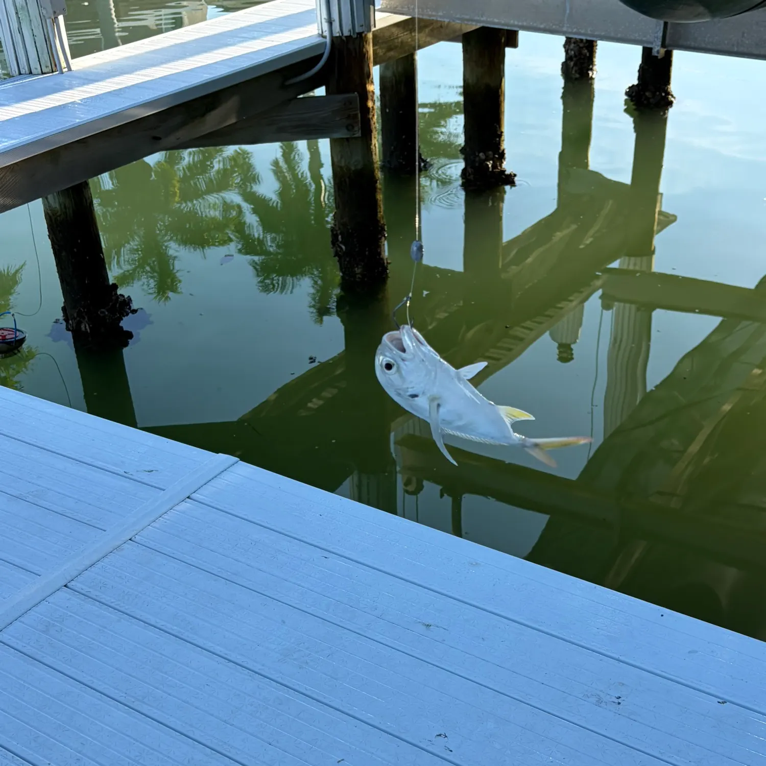 The most recent Yellow jack catches on Fishbrain