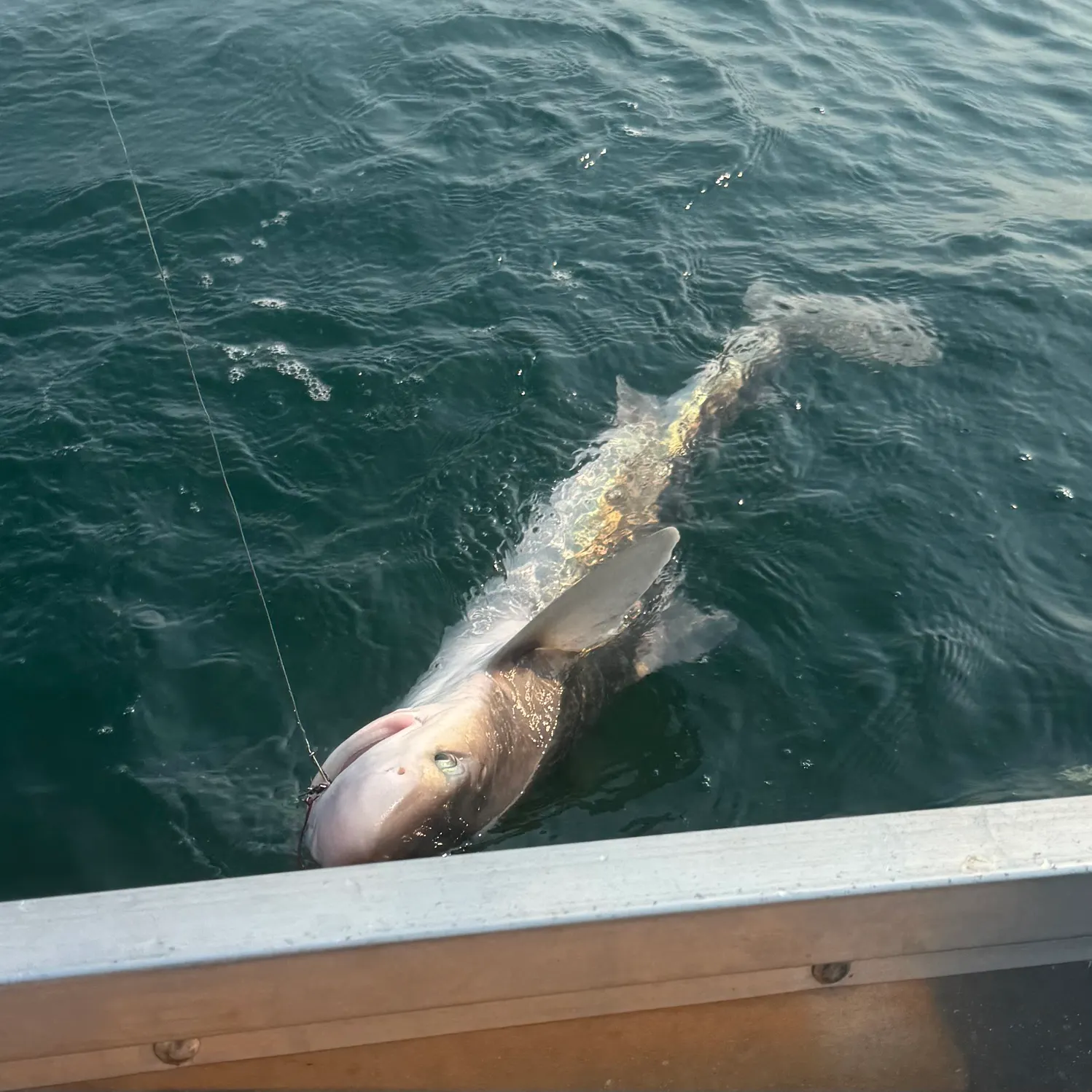 Piked dogfish caught on Fishbrain