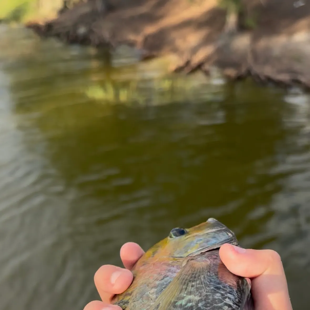 Blue tilapia caught on Fishbrain