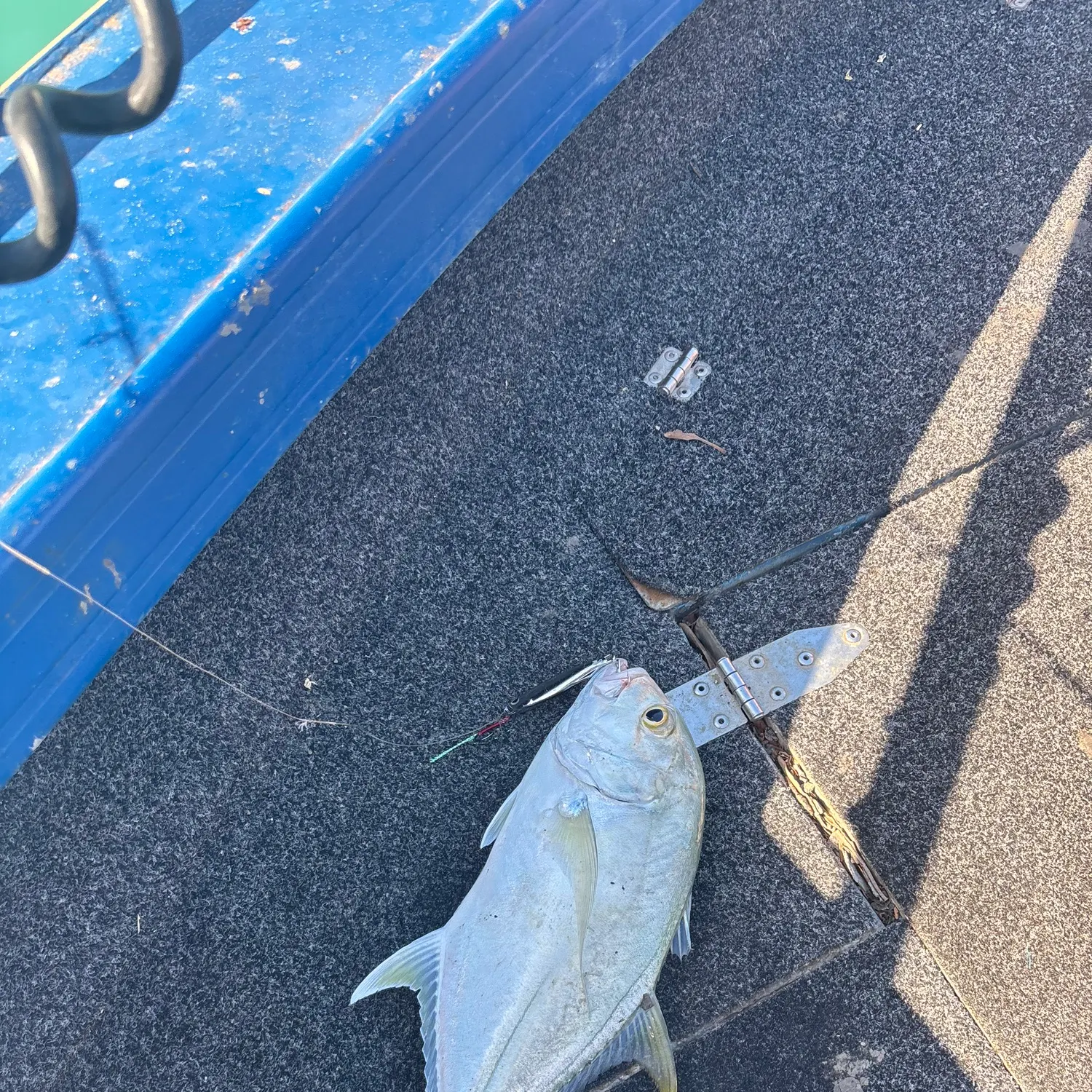 Golden trevally caught on Fishbrain