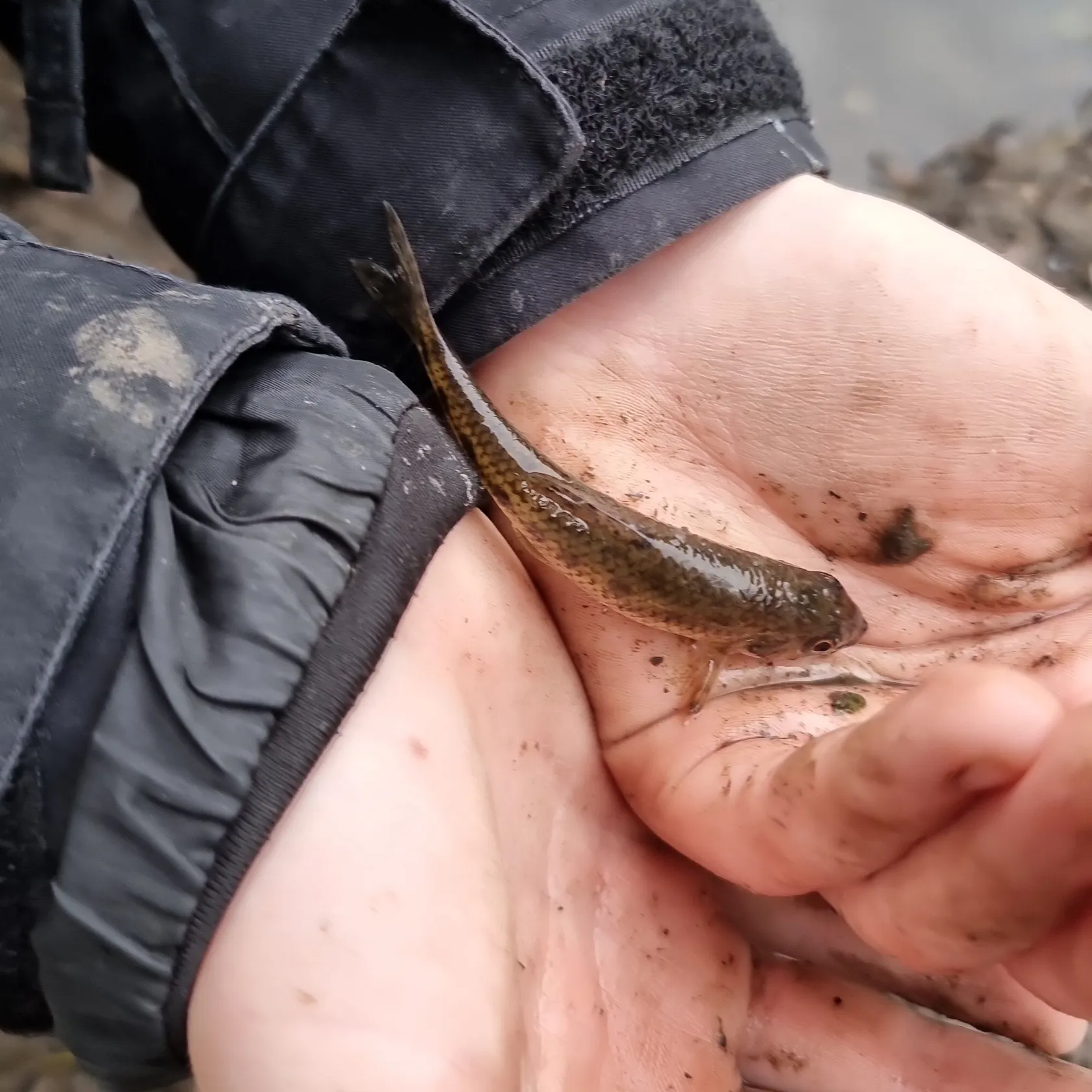 Gudgeon caught on Fishbrain