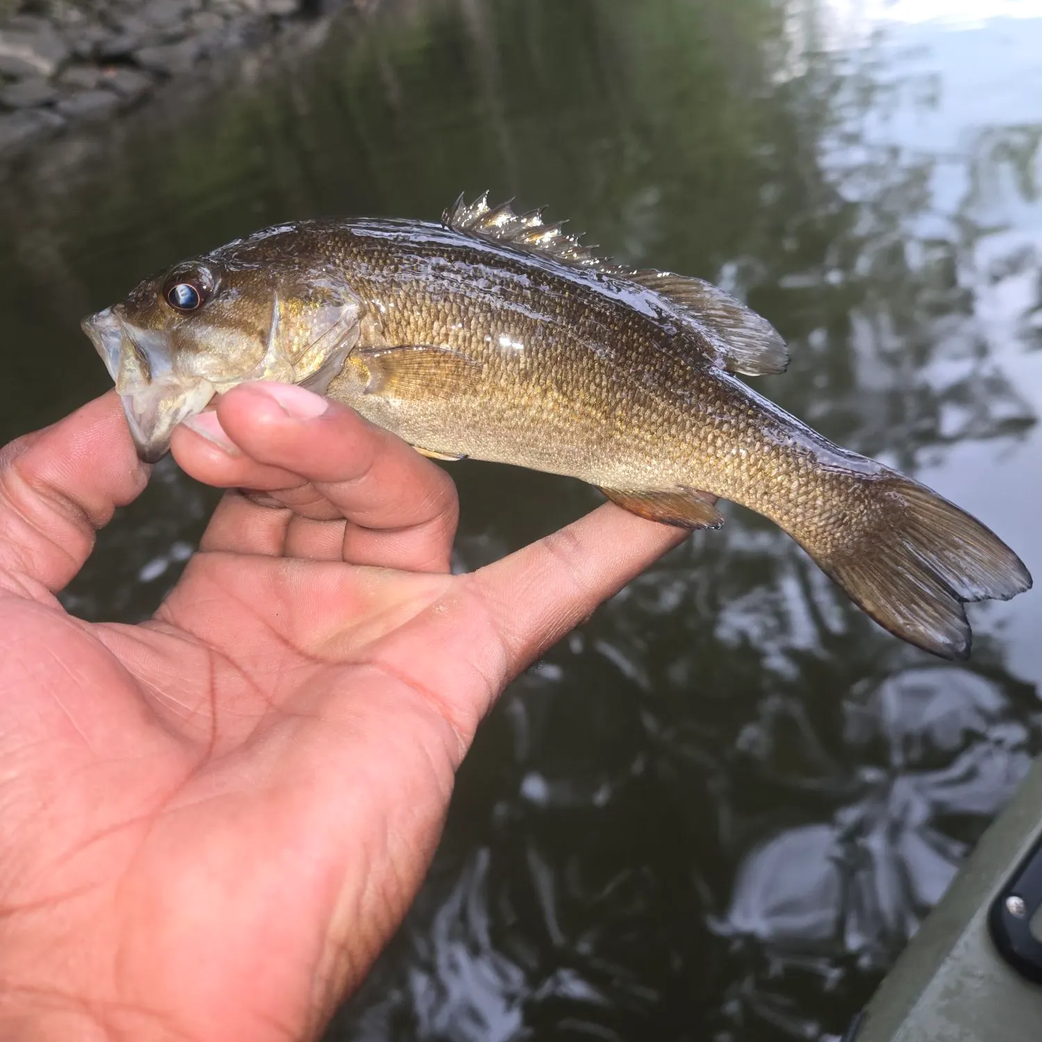 Smallmouth bass caught on Fishbrain