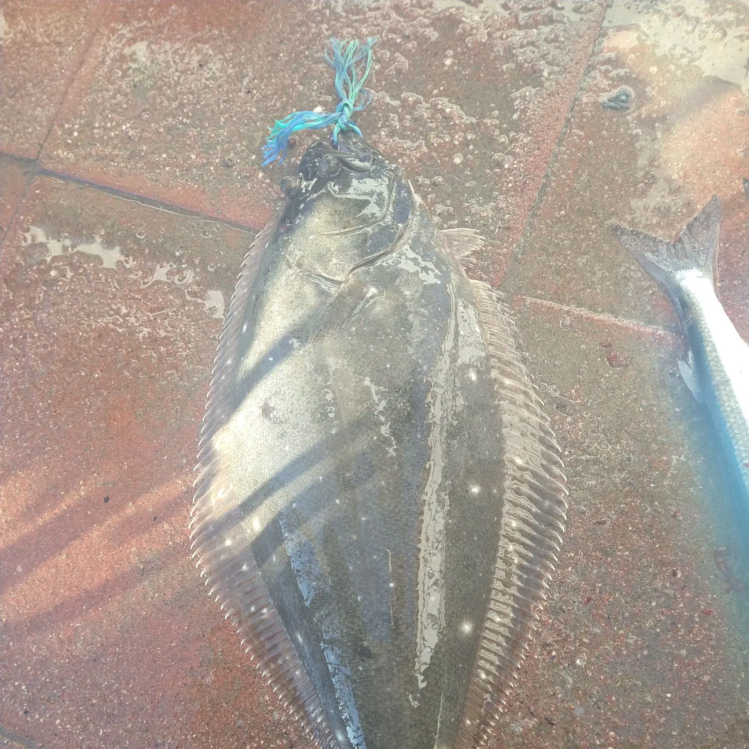 The most recent Pacific halibut catches on Fishbrain