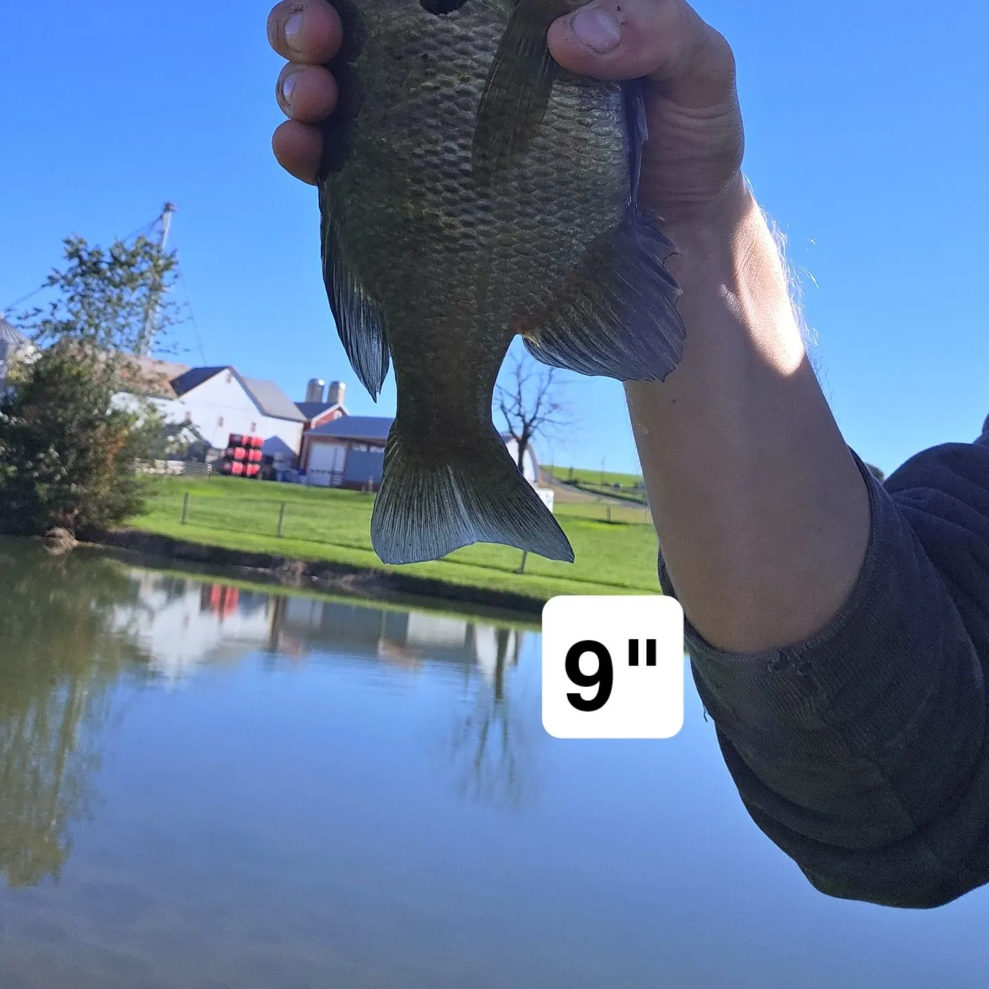 Bluegill caught on Fishbrain