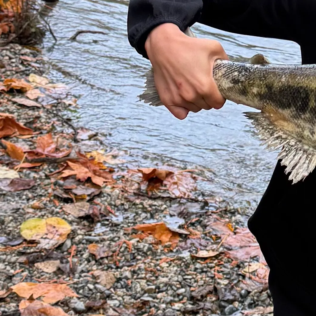 Chum salmon caught on Fishbrain