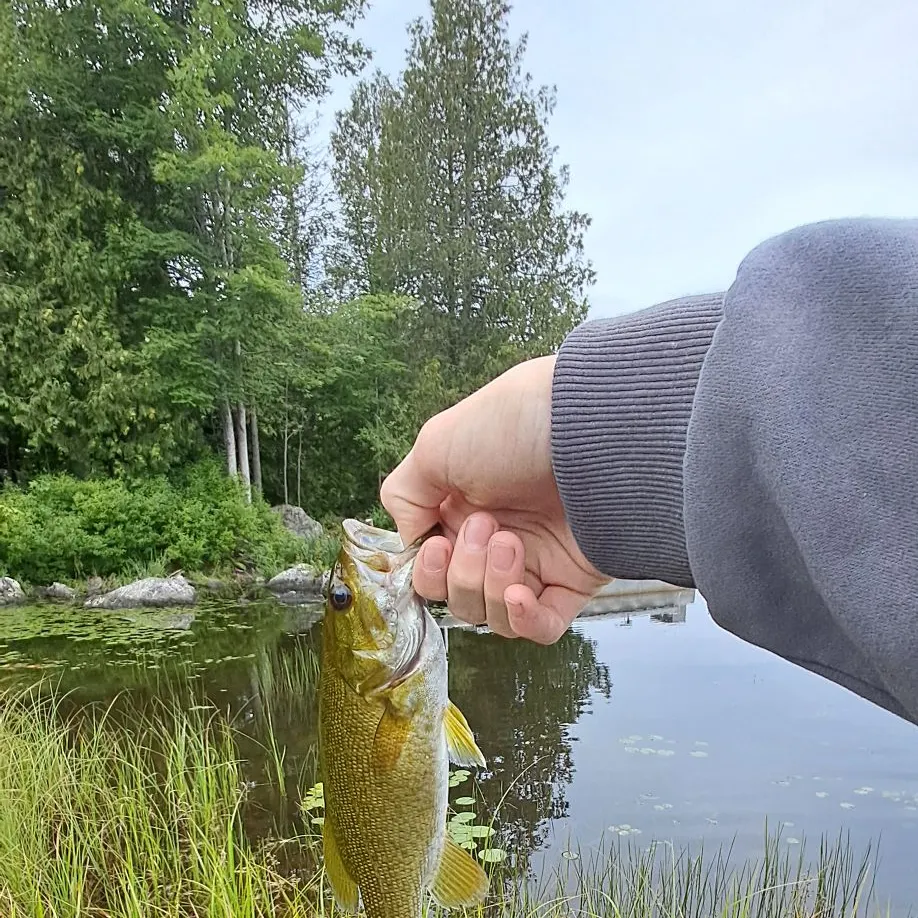 Smallmouth bass caught on Fishbrain