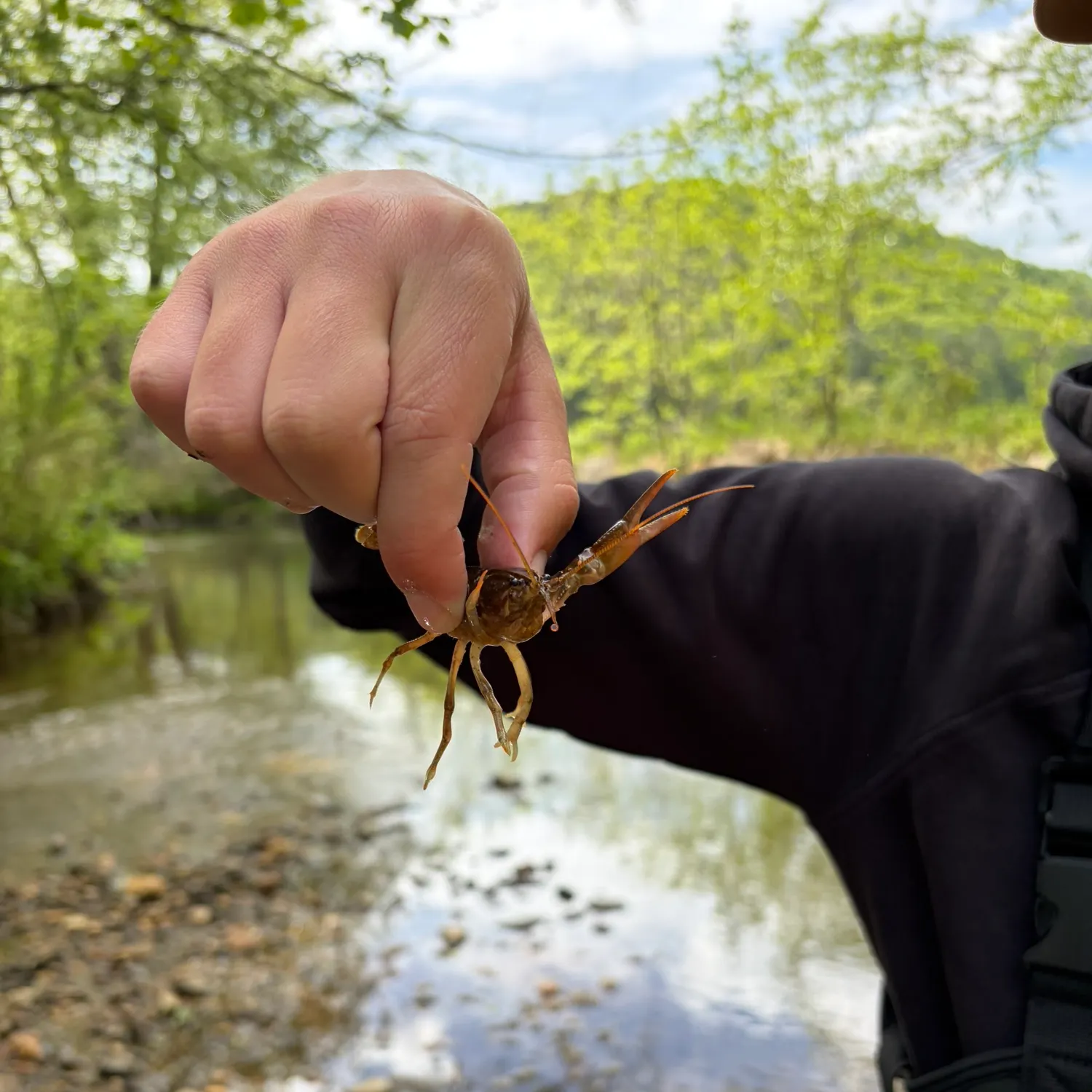 The most recent Appalachian brook crayfish catches on Fishbrain