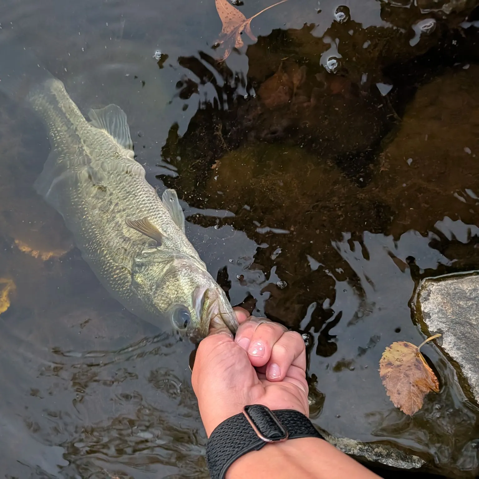 Largemouth bass caught on Fishbrain
