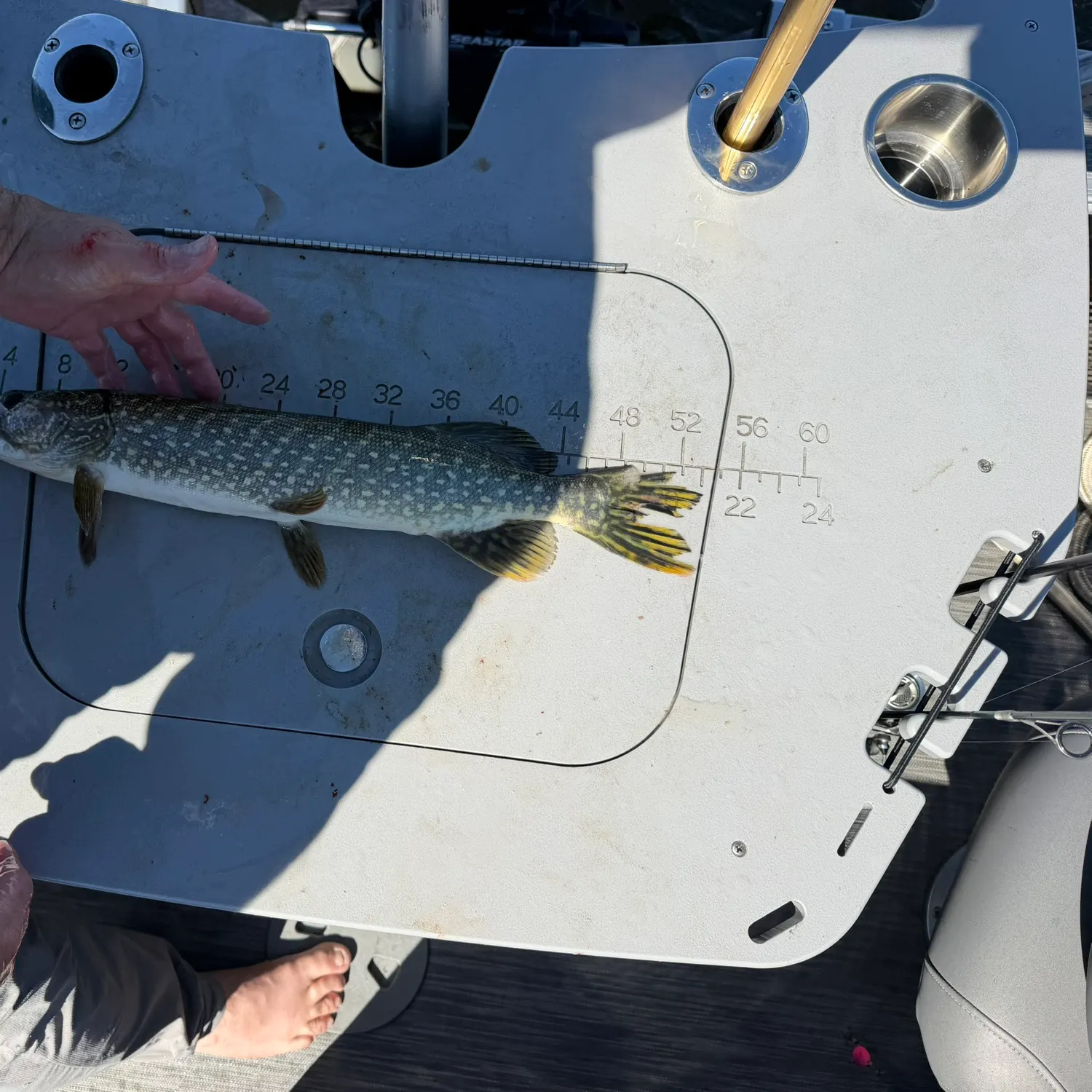 Northern pike caught on Fishbrain