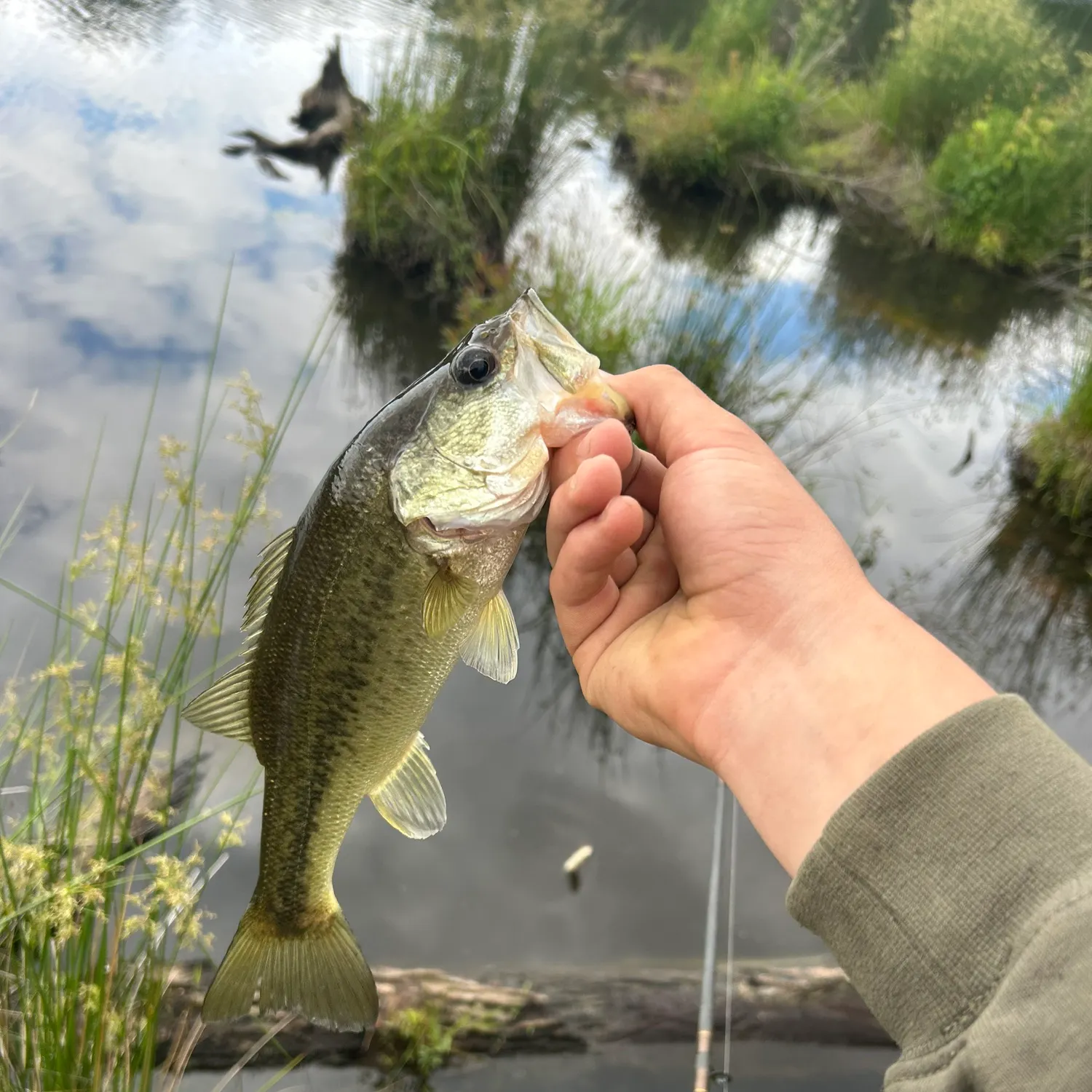 angler catch