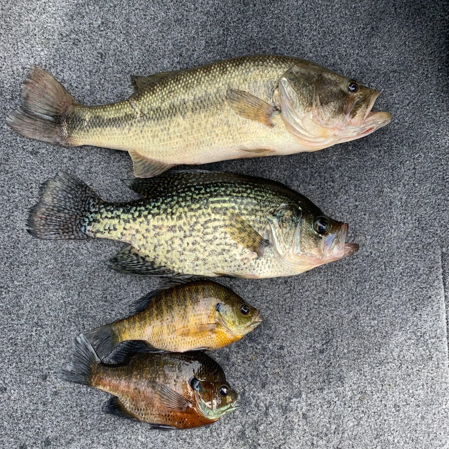 recently logged catches