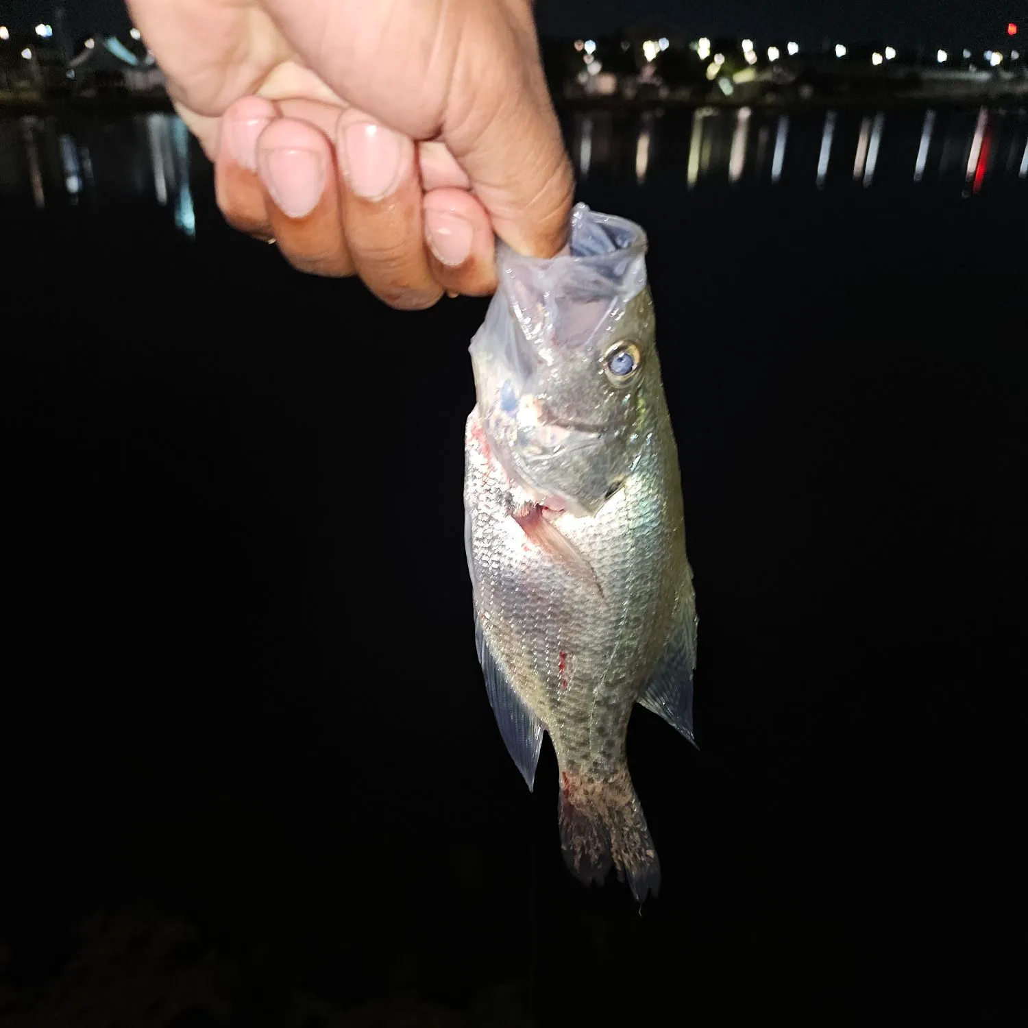 White crappie caught on Fishbrain