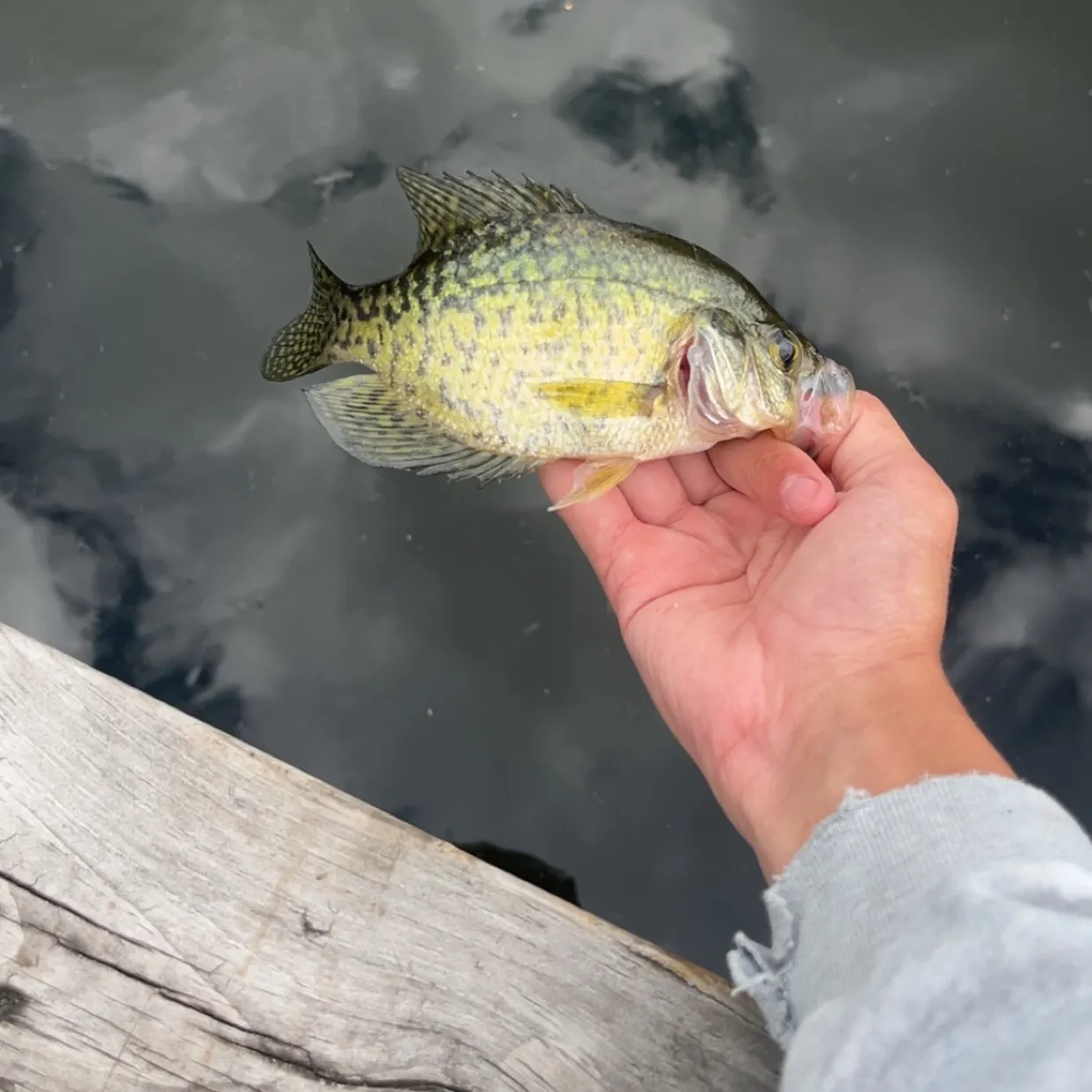 Black crappie caught on Fishbrain
