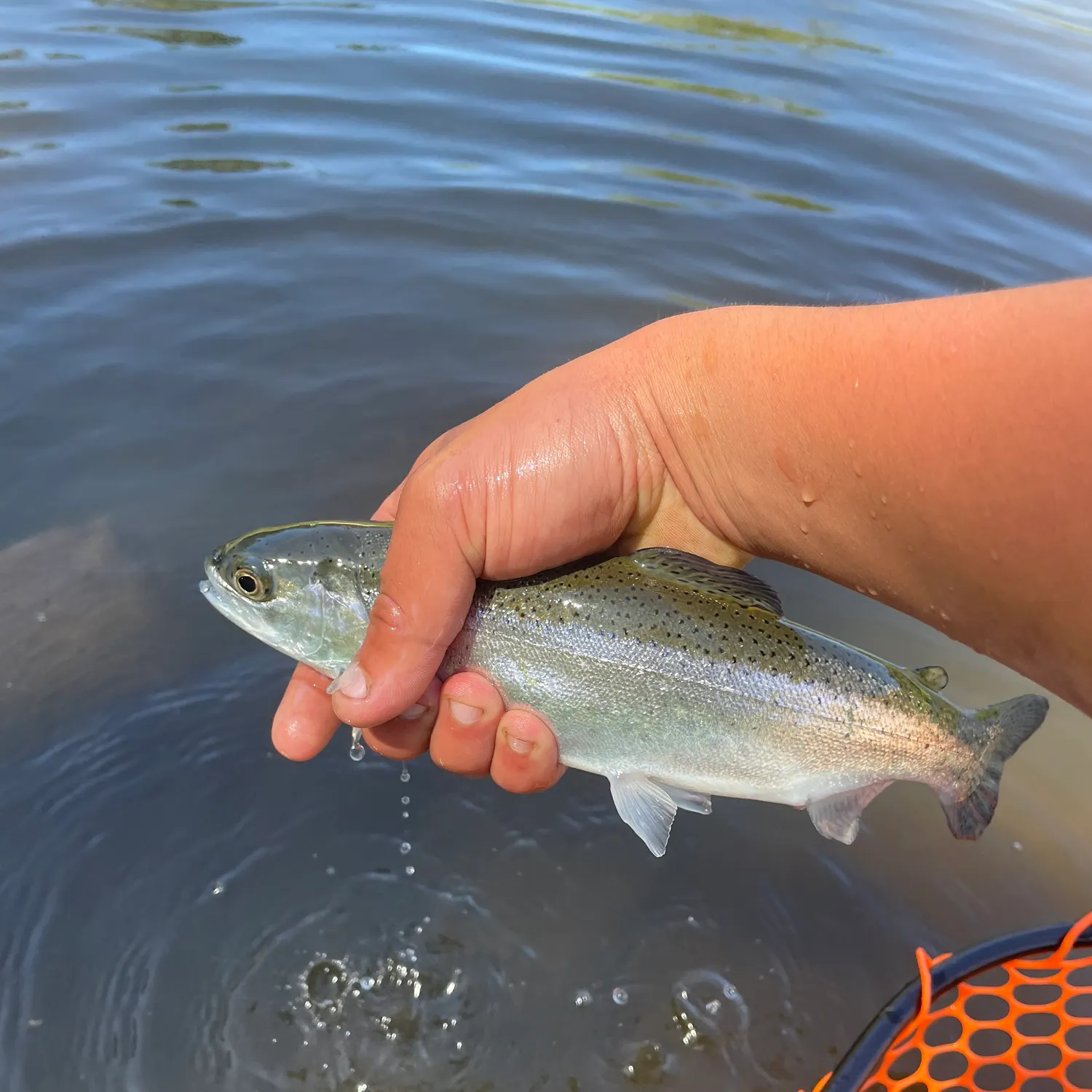 The most recent Lake Crescent cutthroat trout catches on Fishbrain