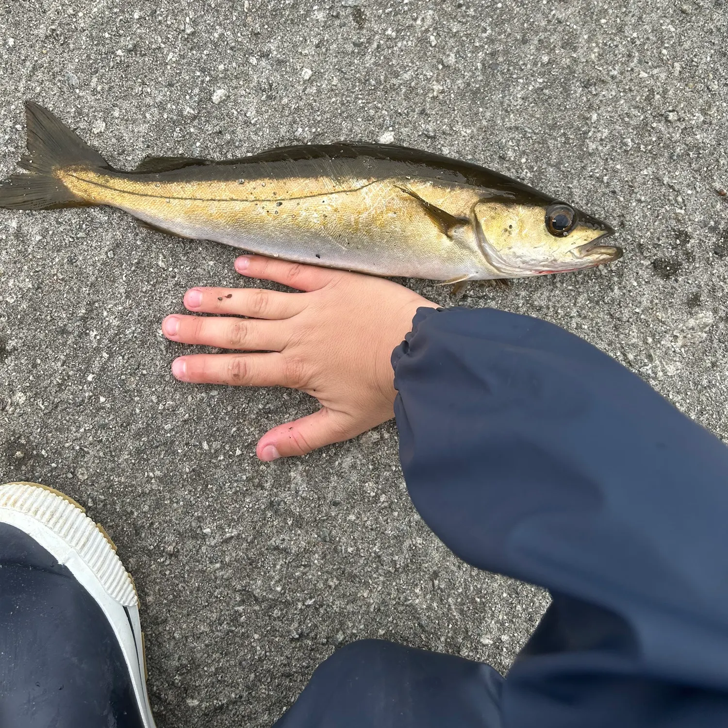 Pollack caught on Fishbrain
