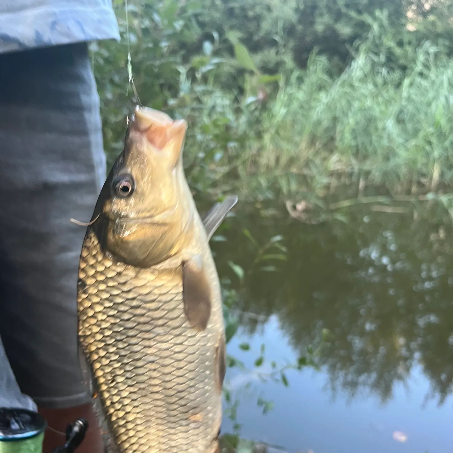 Common carp caught on Fishbrain