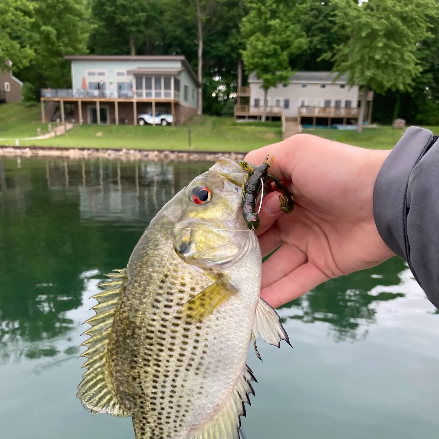 The most recent Rock bass catches on Fishbrain
