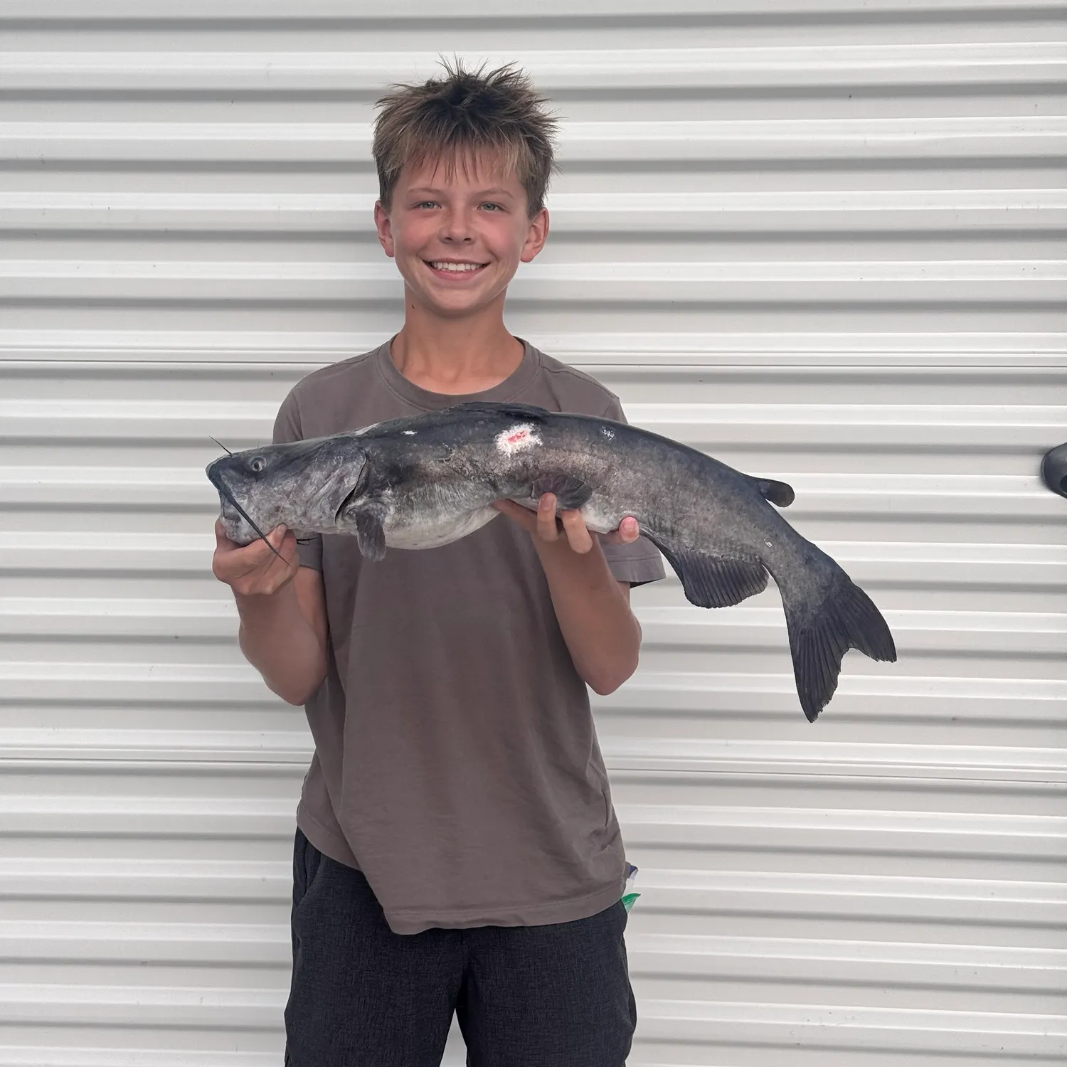 Blue catfish caught on Fishbrain