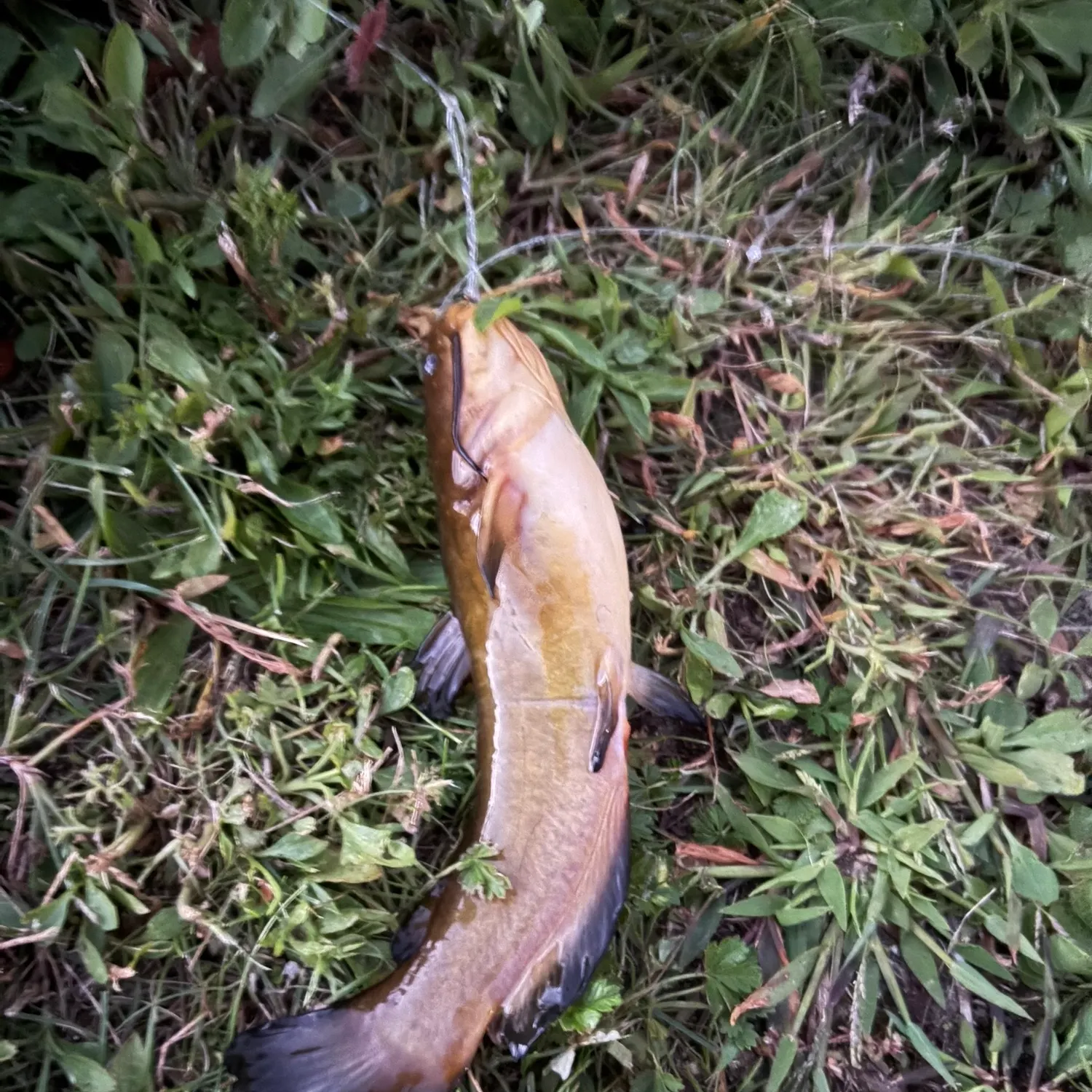 Yellow bullhead caught on Fishbrain