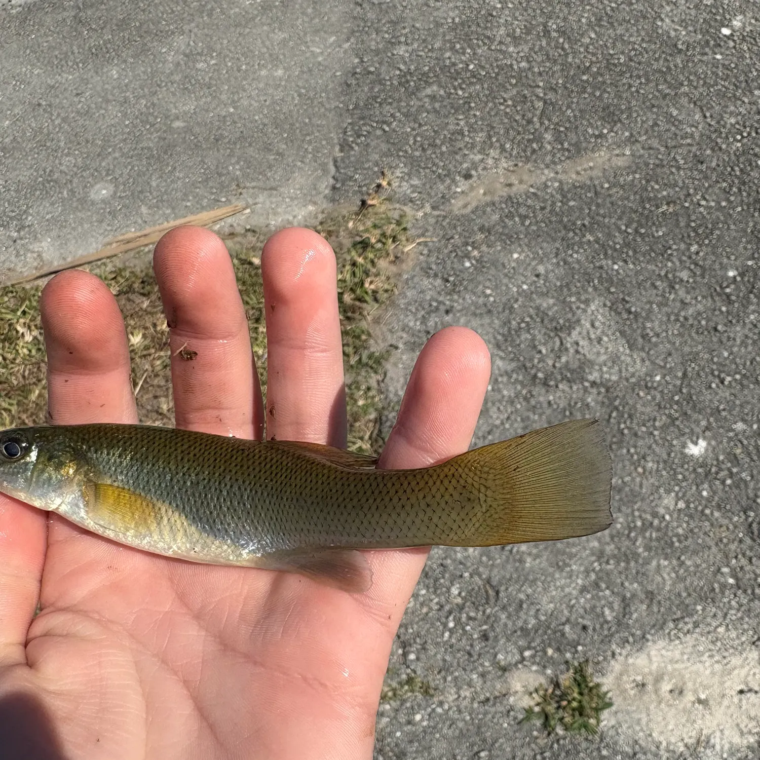 The most recent Seminole killifish catches on Fishbrain