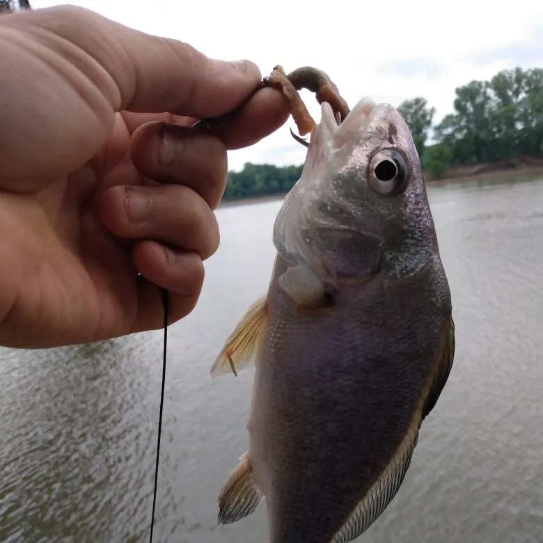 Freshwater drum caught on Fishbrain