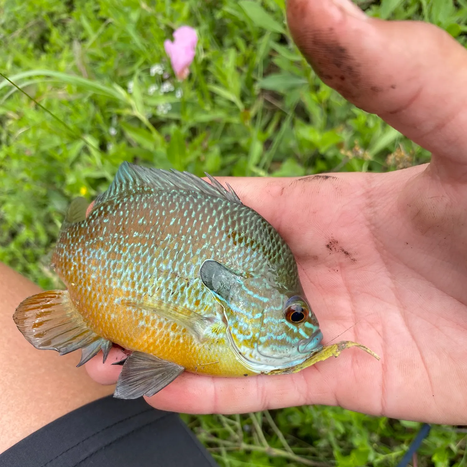 most liked catch image