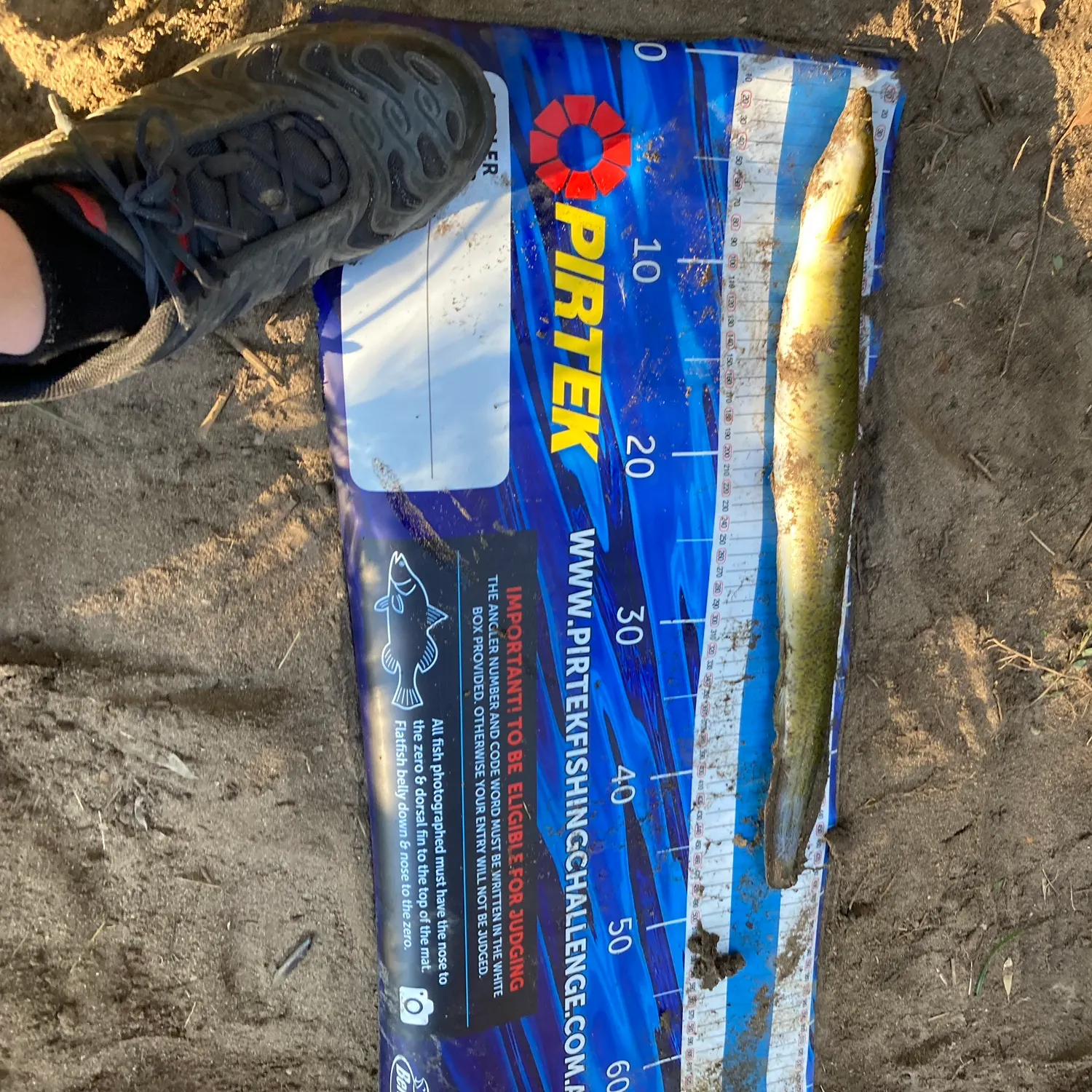 The most recent Giant mottled eel catches on Fishbrain
