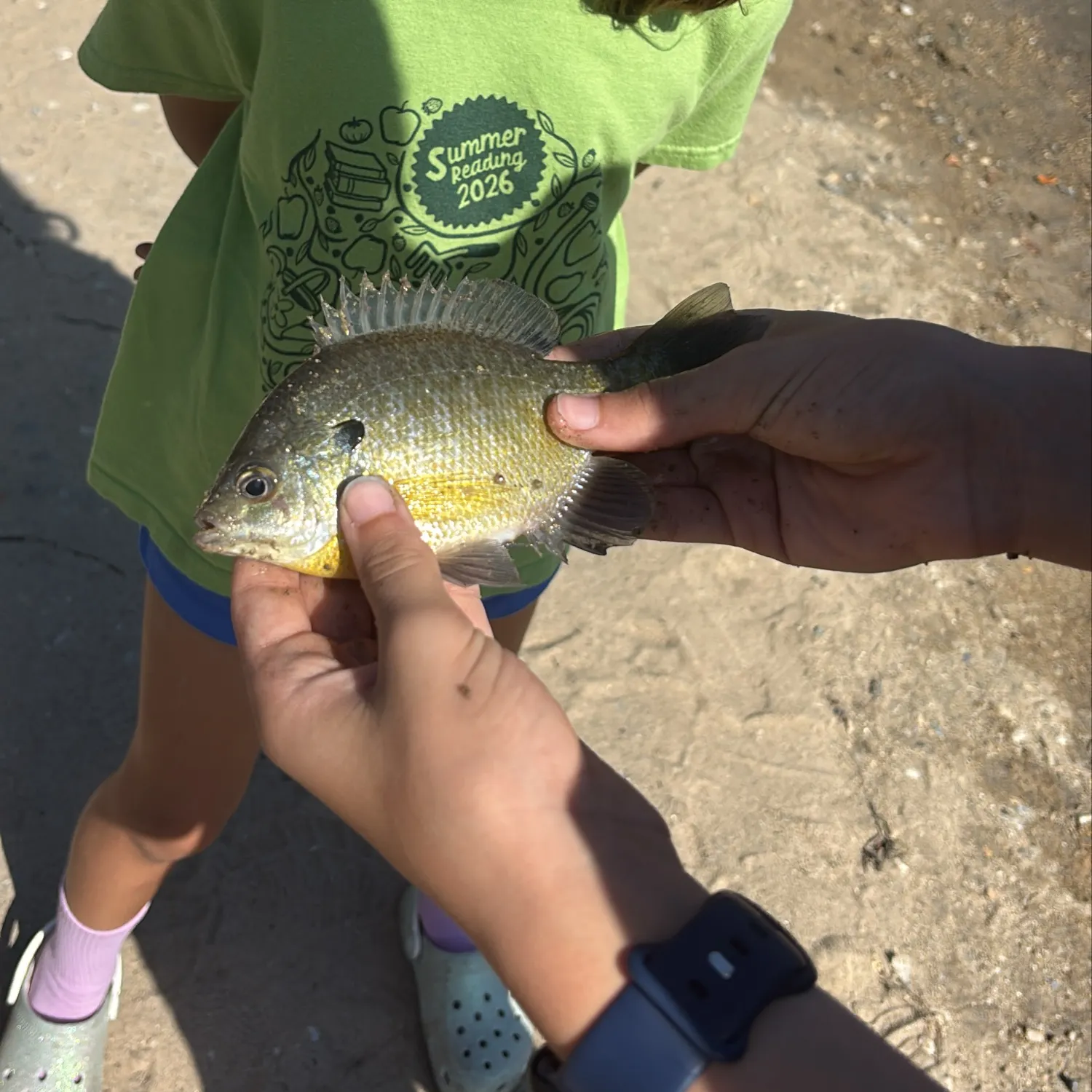 Bluegill caught on Fishbrain