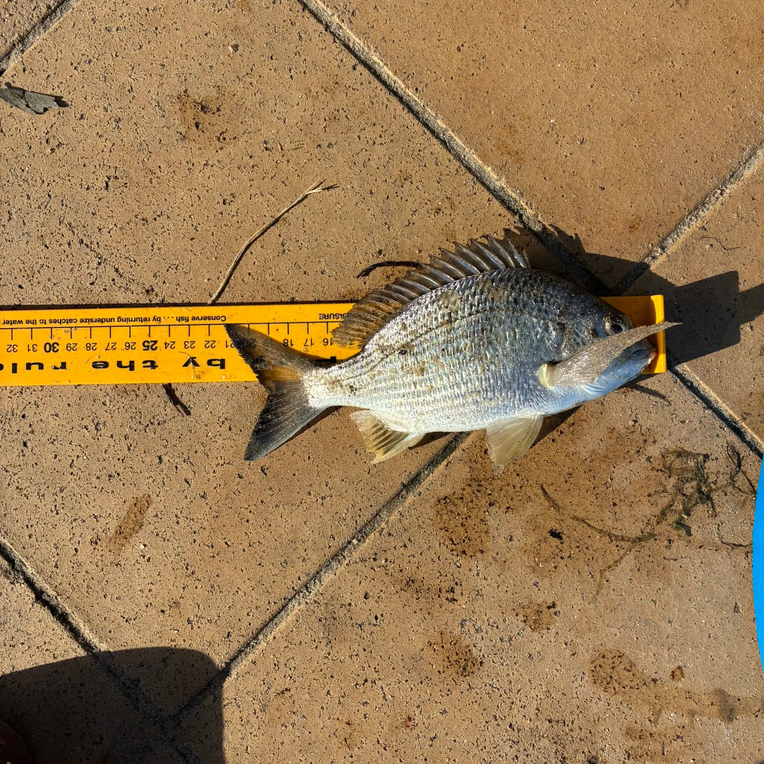 The most recent Surf bream catches on Fishbrain