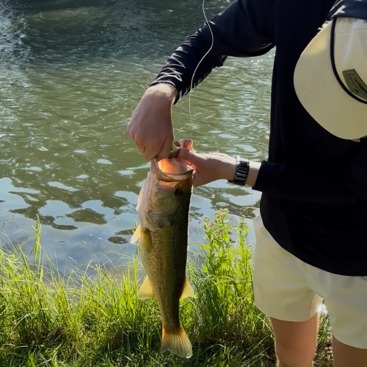 Largemouth bass caught on Fishbrain