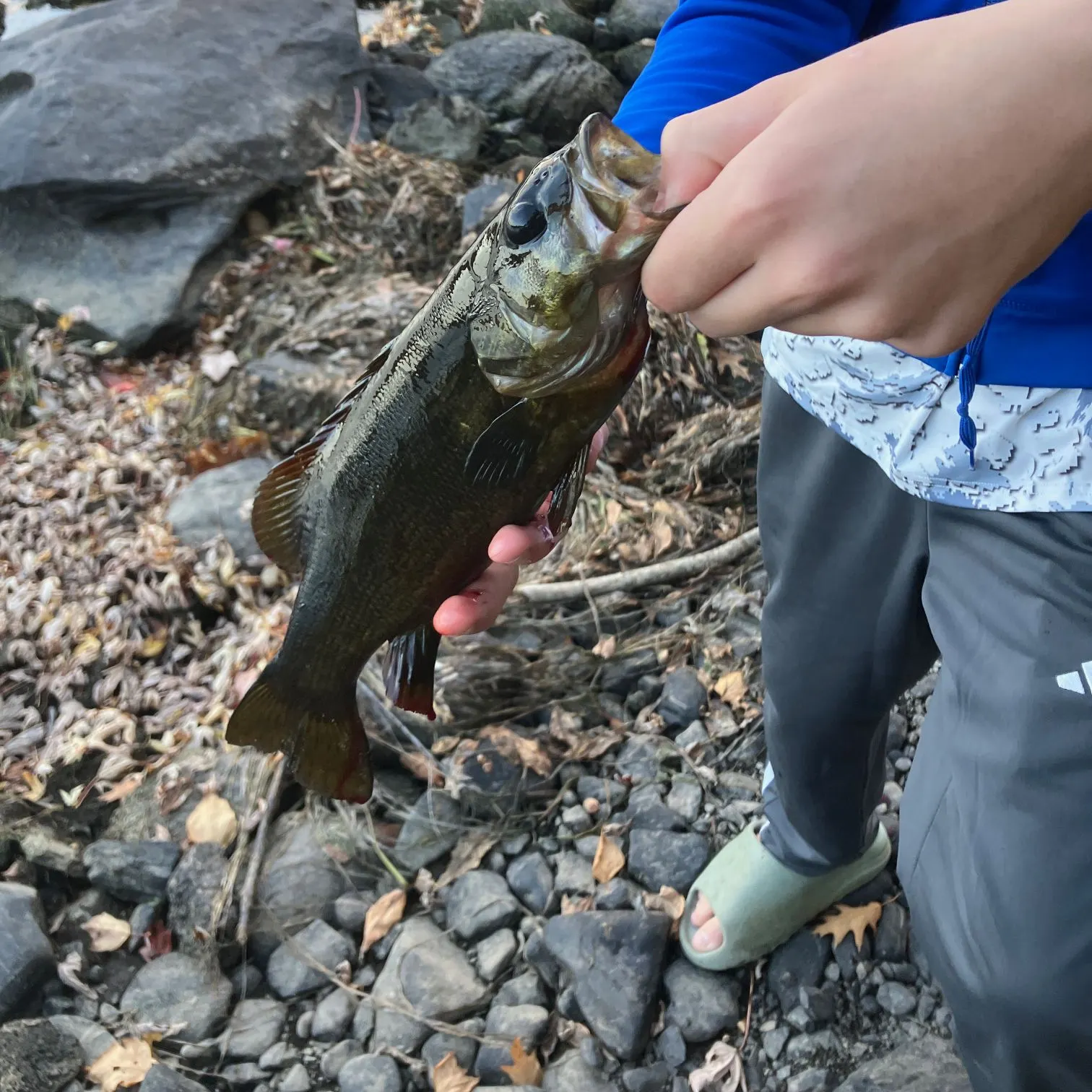 Smallmouth bass caught on Fishbrain