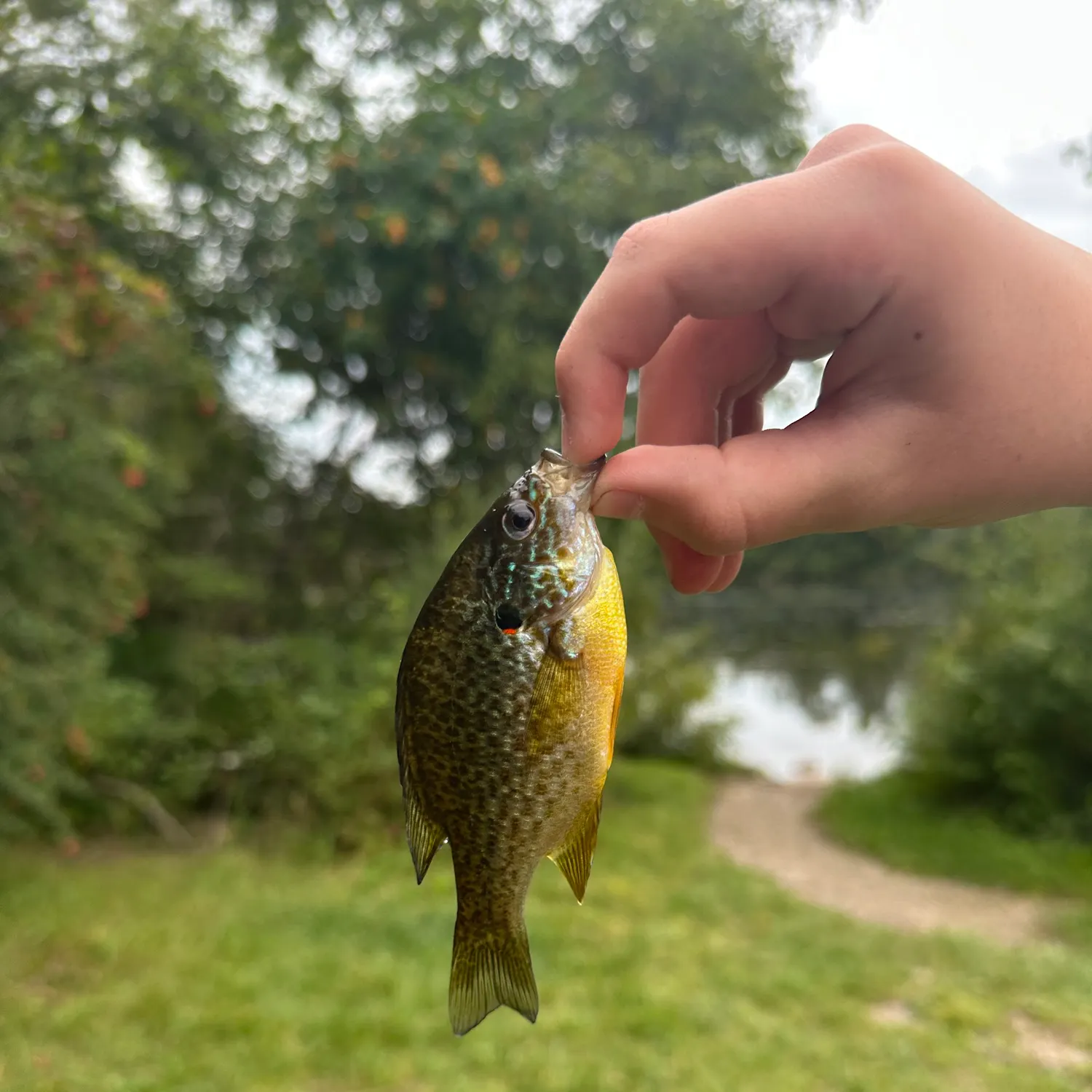 Pumpkinseed caught on Fishbrain