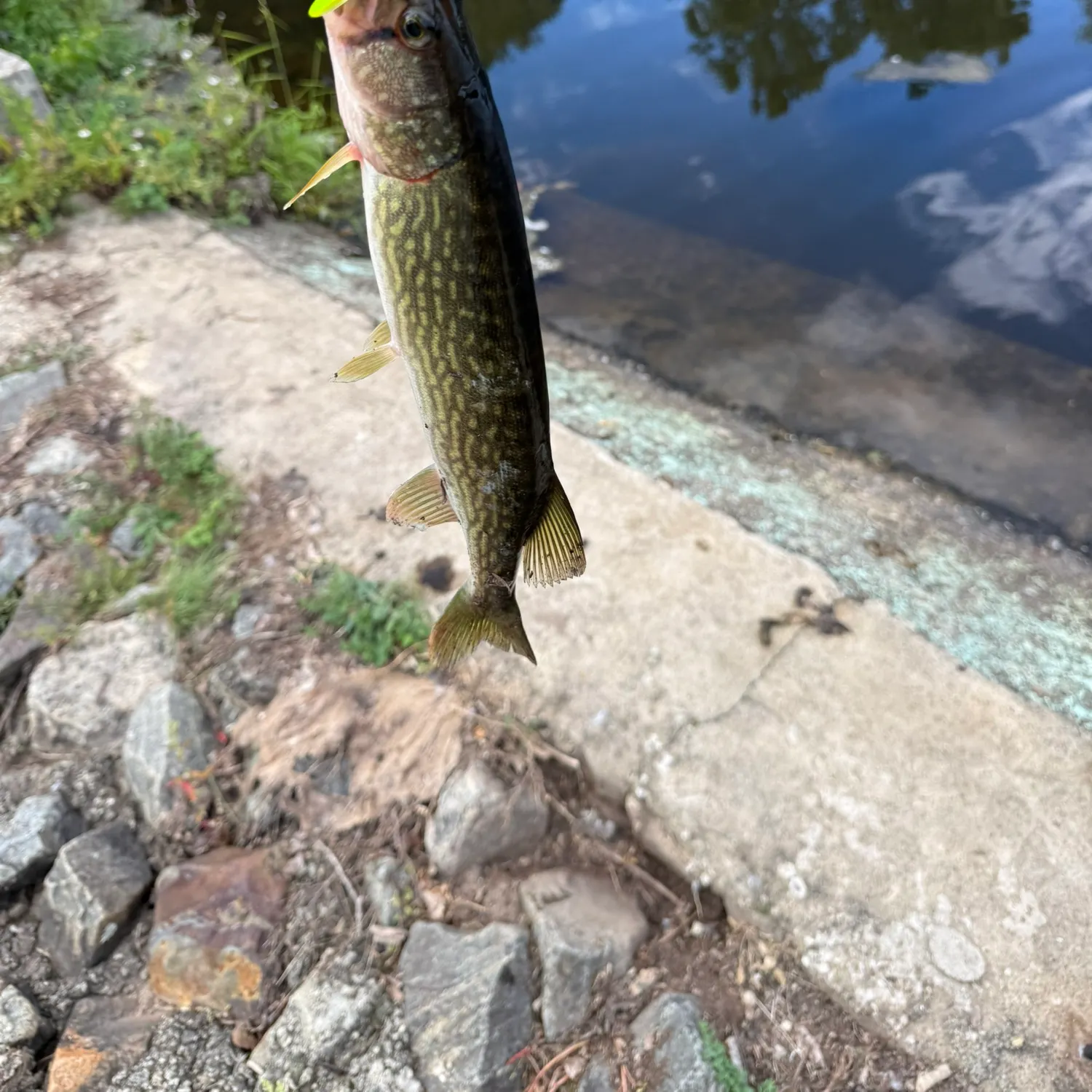 Chain pickerel caught on Fishbrain