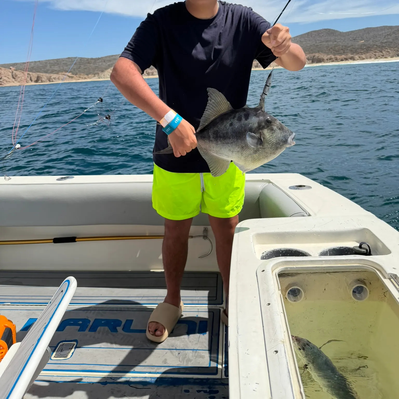 The most recent Finescale triggerfish catches on Fishbrain