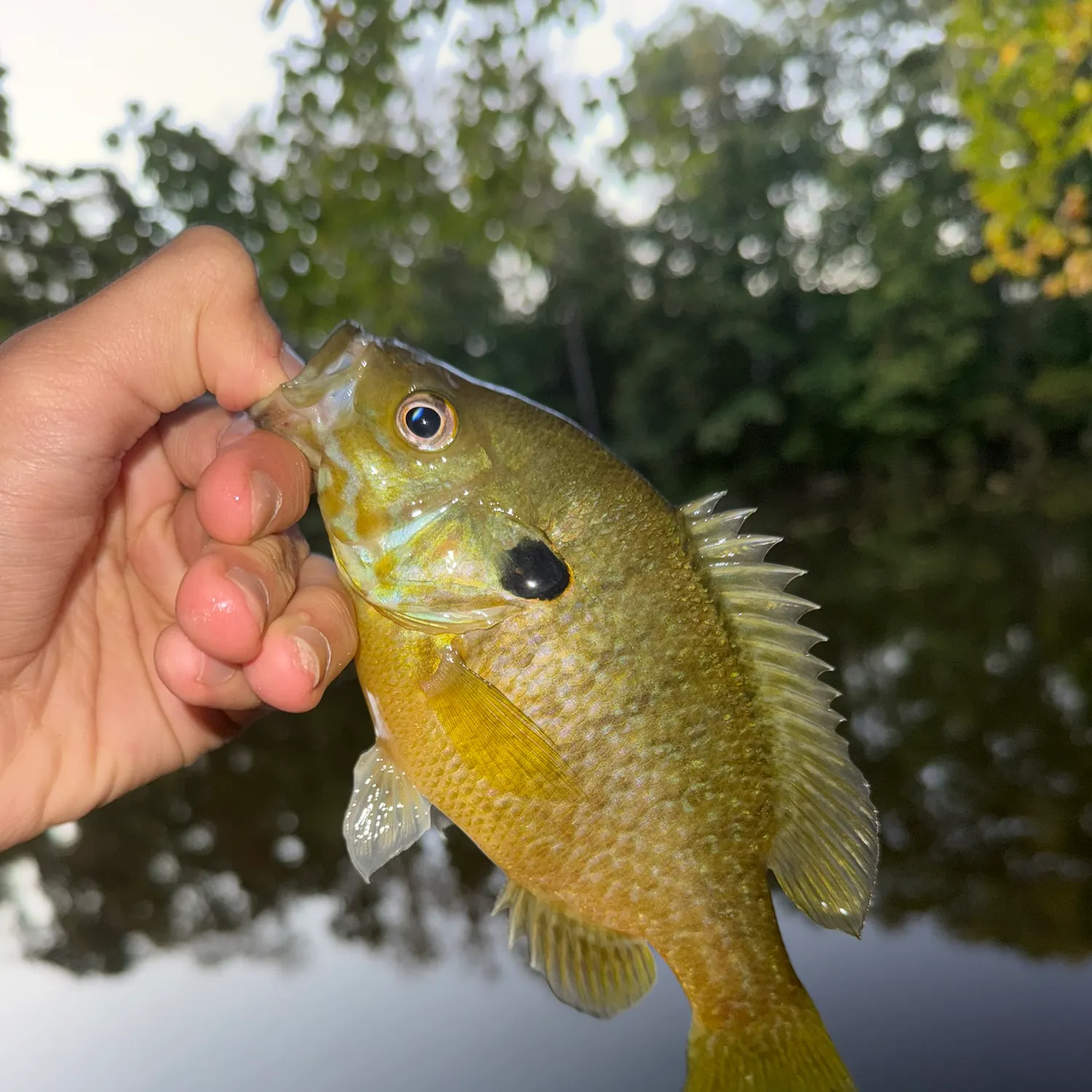 Redbreast sunfish caught on Fishbrain