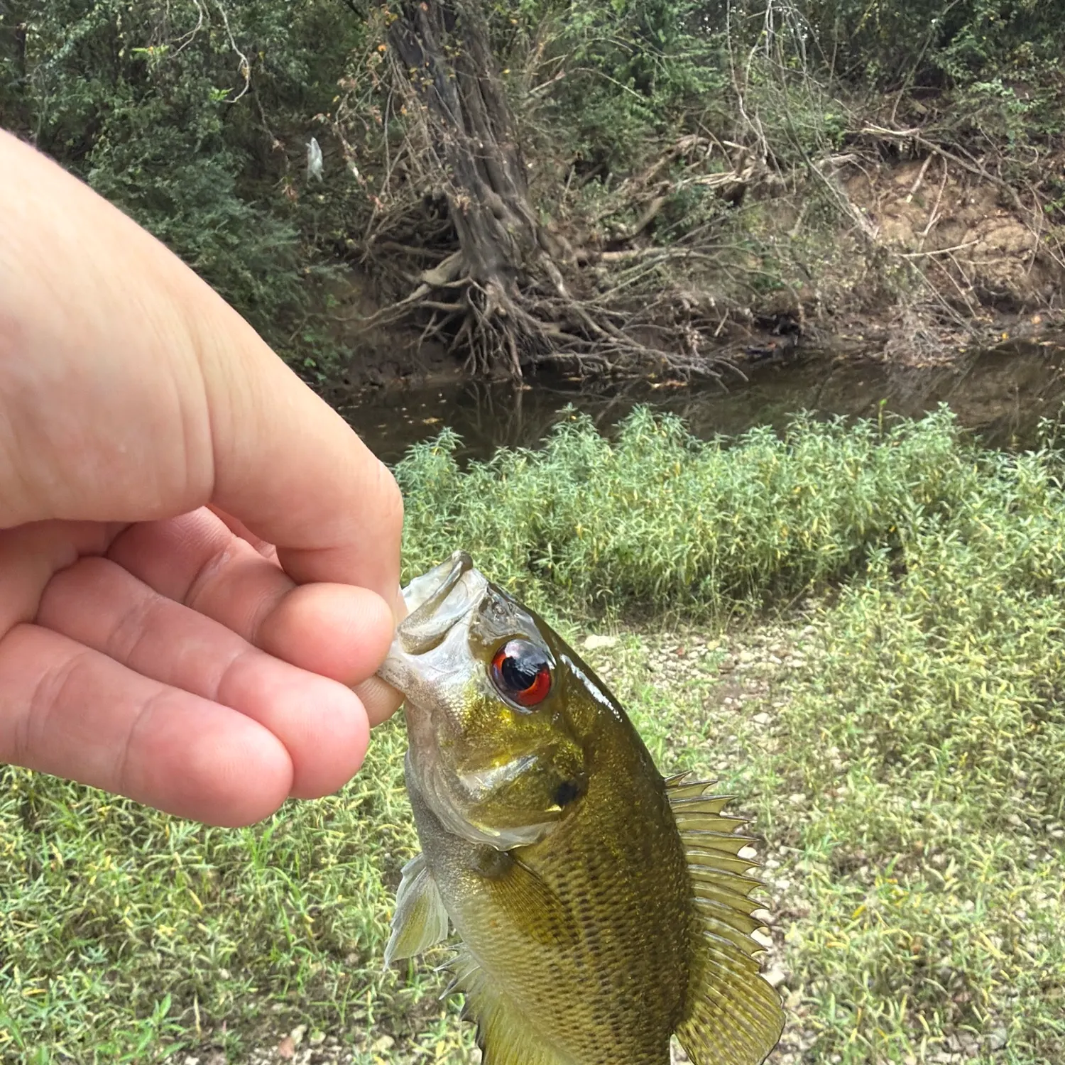 Rock bass caught on Fishbrain