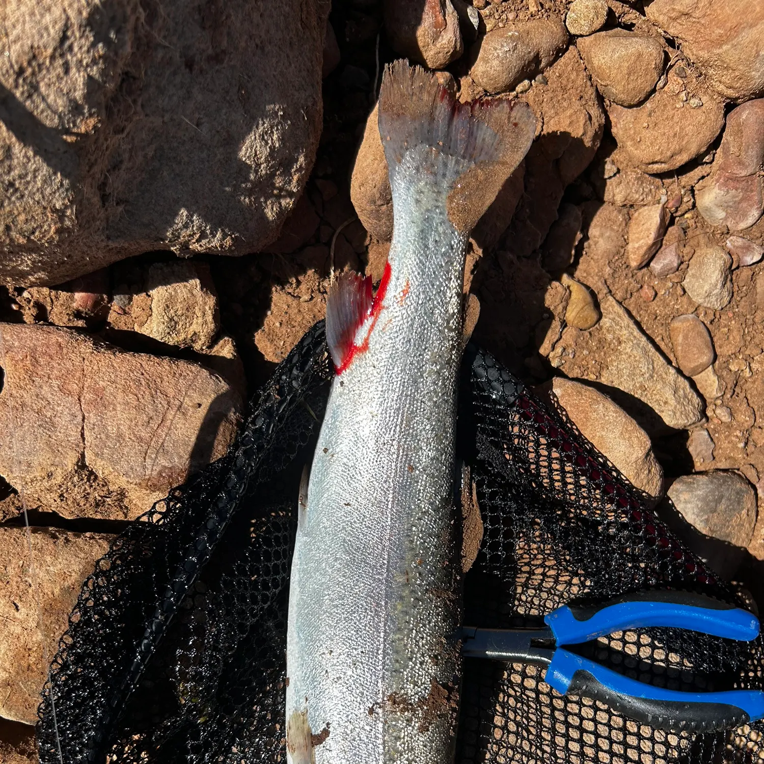 The most recent Rainbow trout catches on Fishbrain