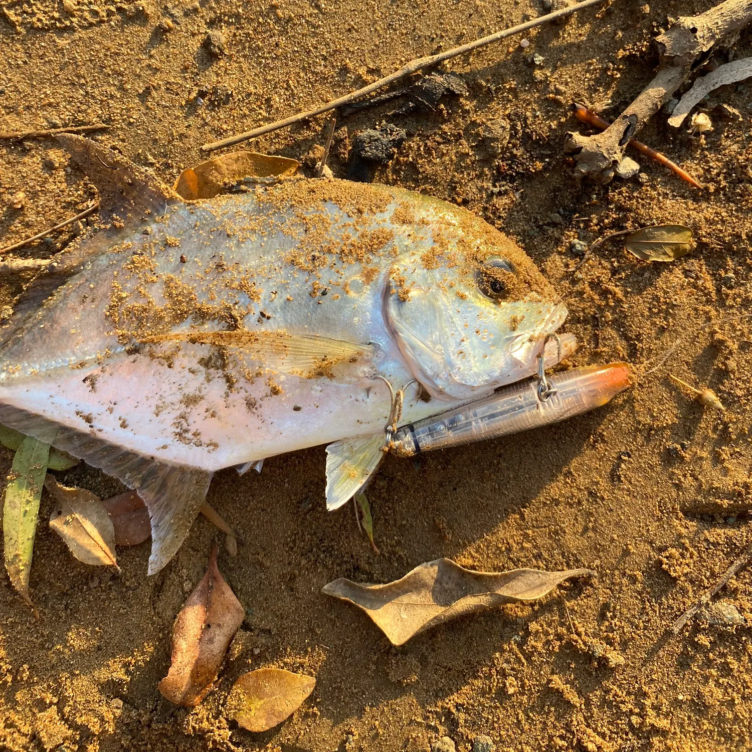 The most recent Giant trevally catches on Fishbrain