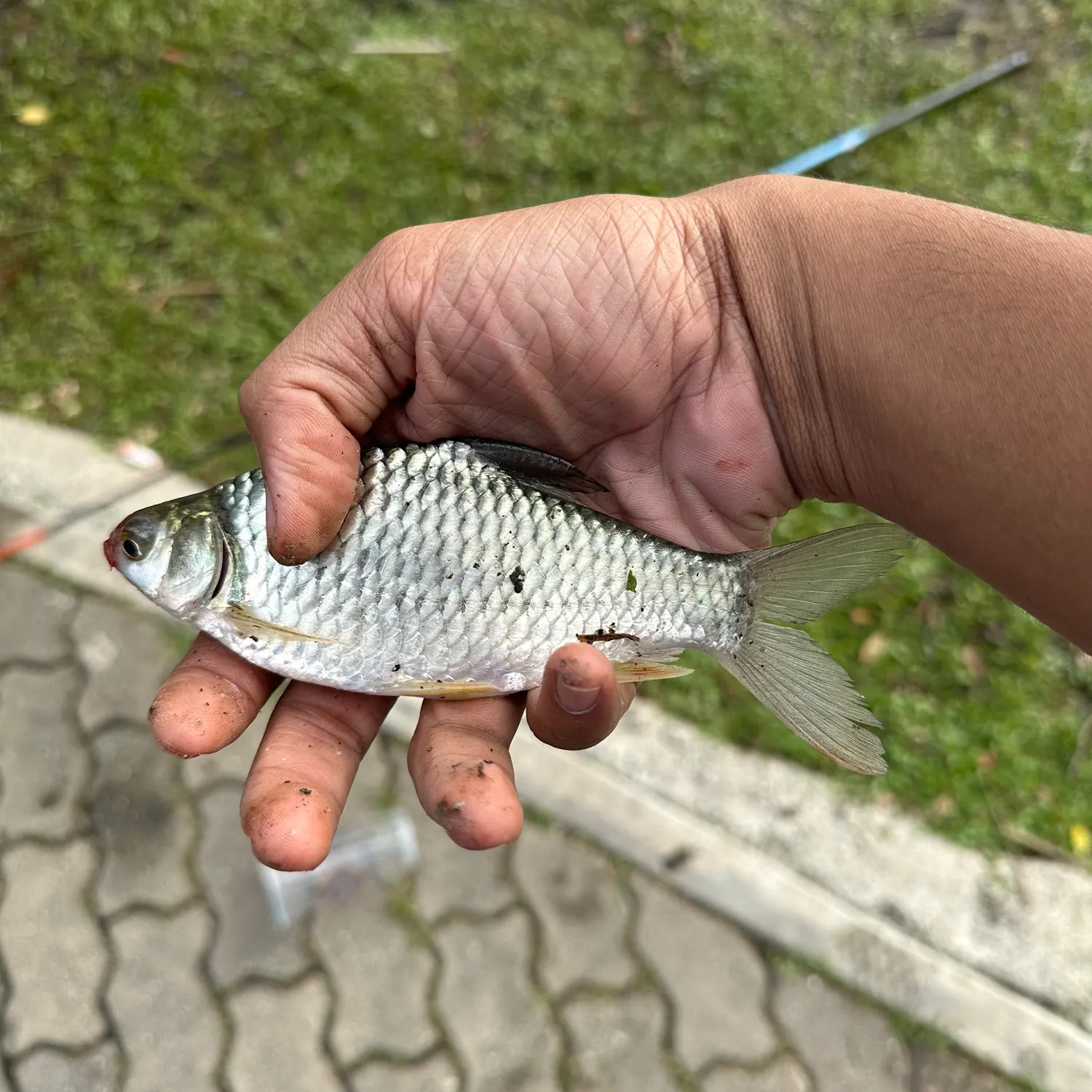 The most recent Java barb catches on Fishbrain